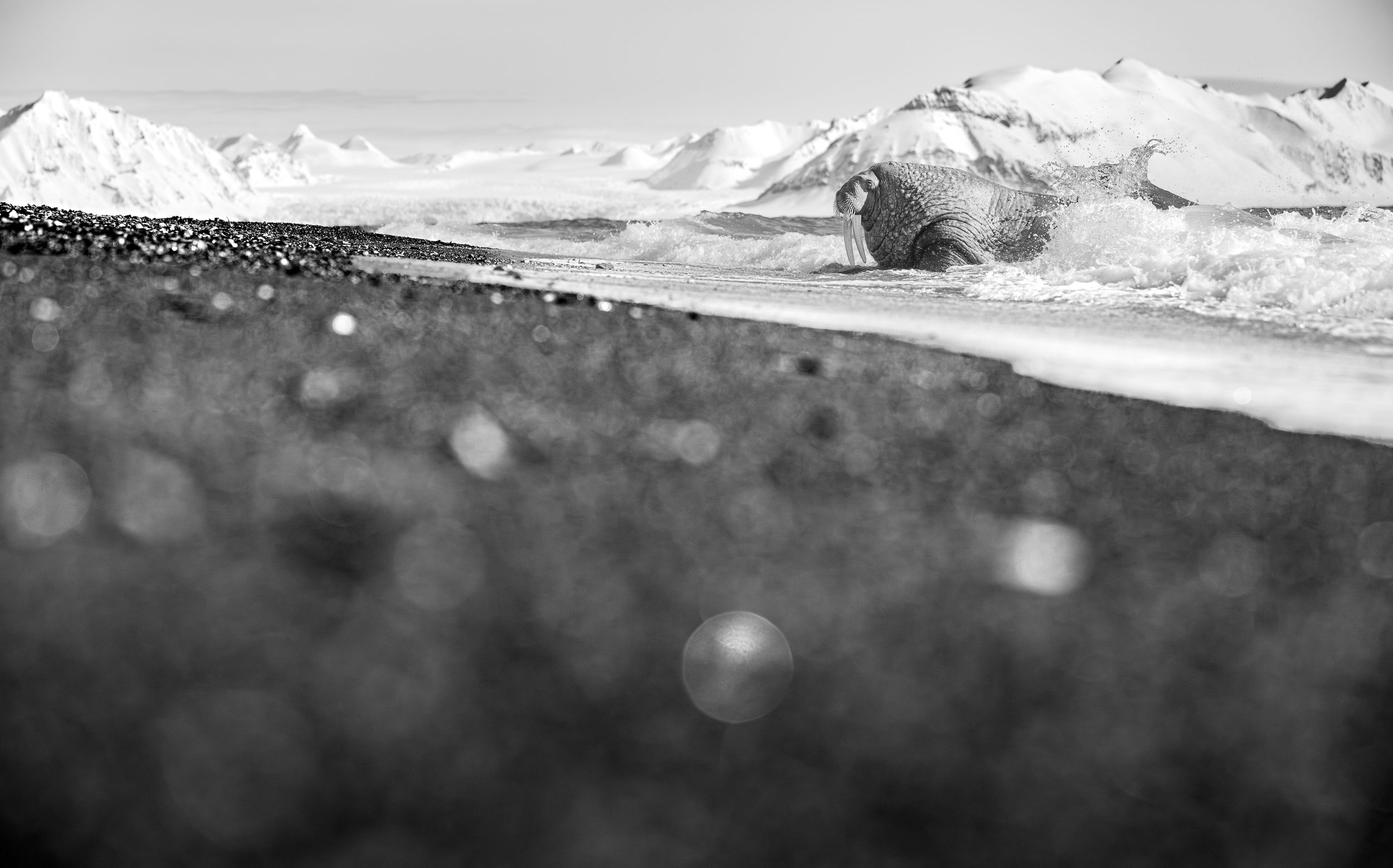 A black and white photograph of a large Walrus on the shore in icy waters with snow-covered mountains in the background and waves lashing its back. 