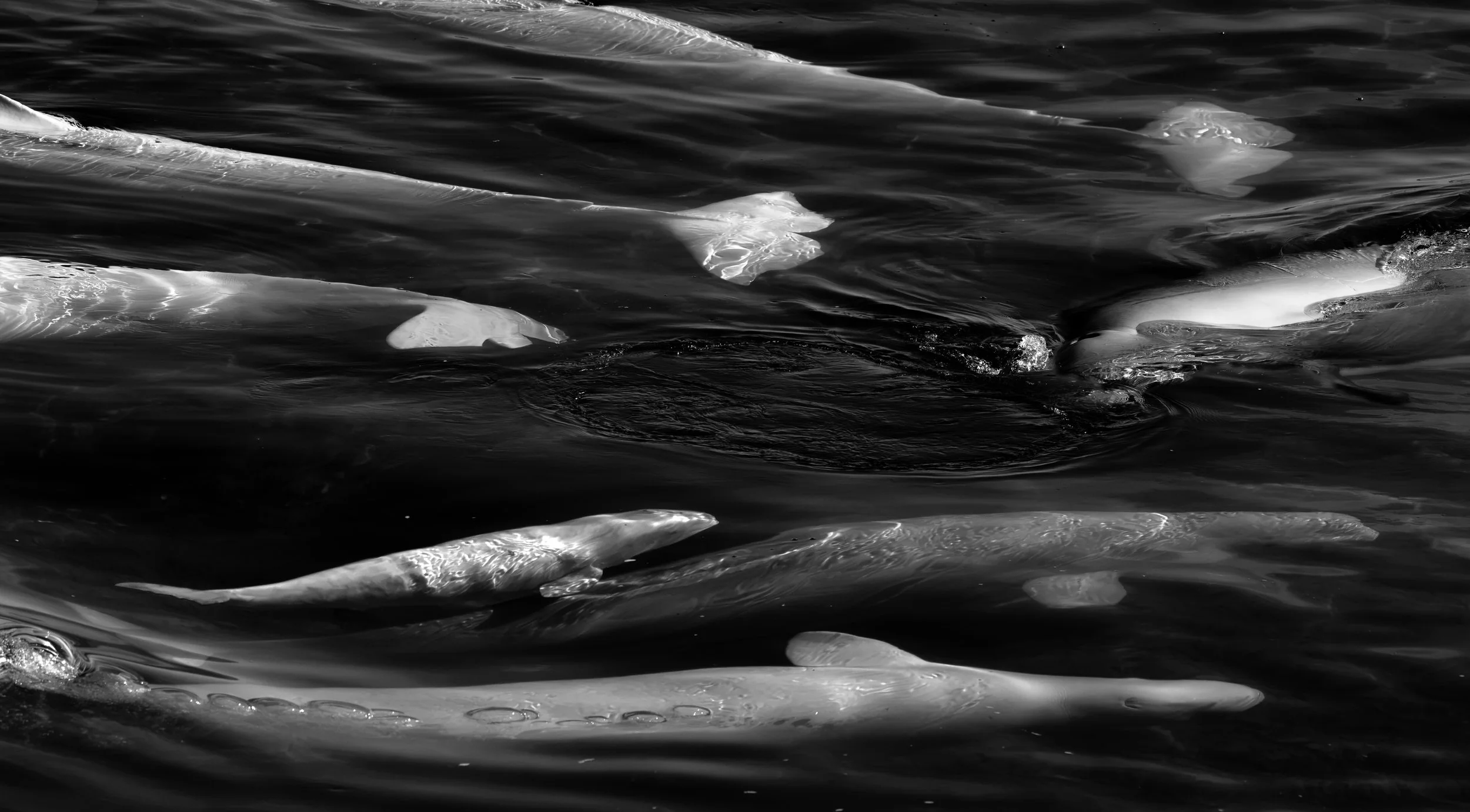 An abstract black and white photograph of a pod of several Beluga Whale floating in dark water, with some partially submerged and others more visible on the surface, distorted by the water.