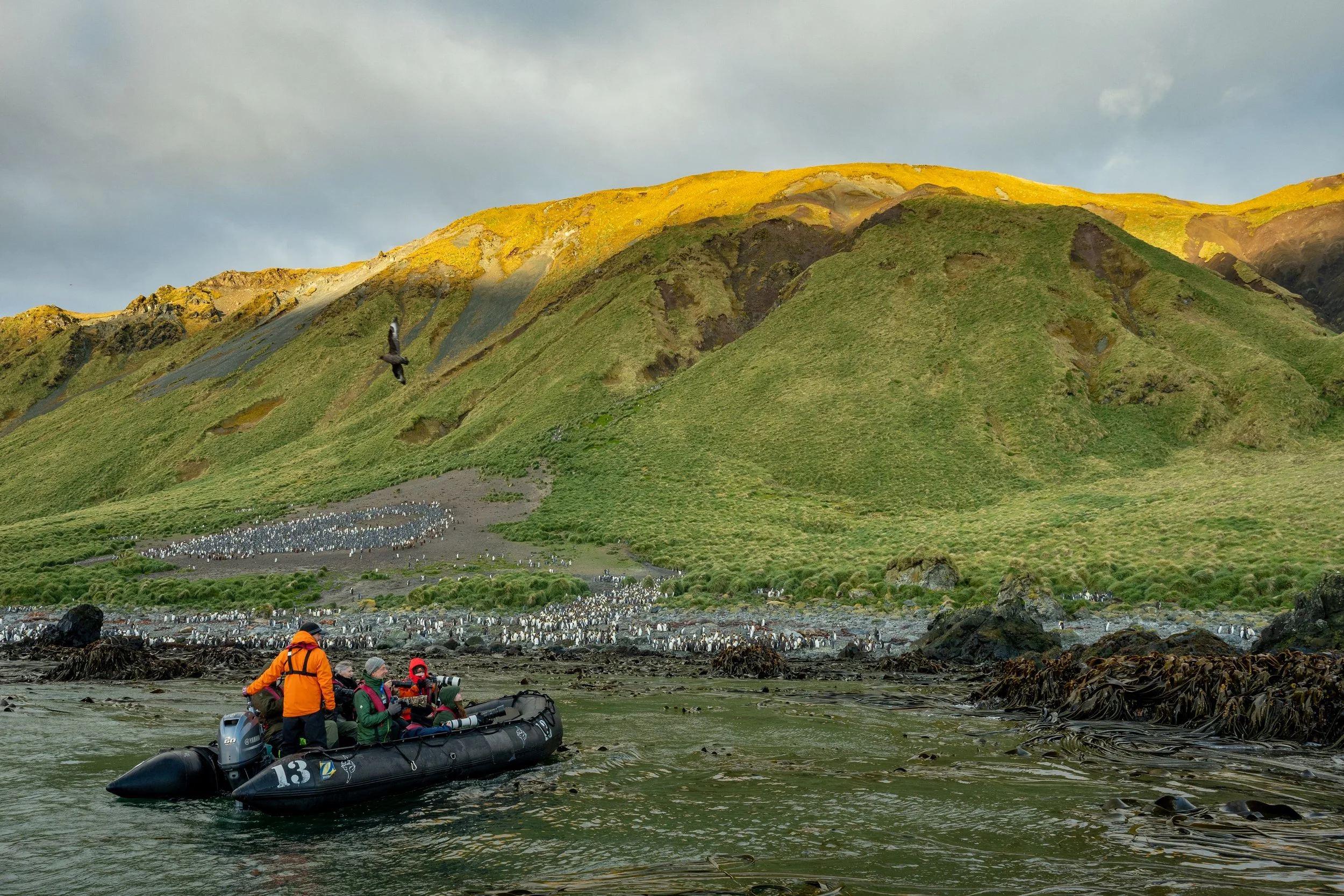 A group of people in a black inflatable boat with outboard motor, on the sea, shore side of Macquarie Island, with a green hillside and yellow-topped mountains in the background. The hillside is lush and the sky is partly cloudy.