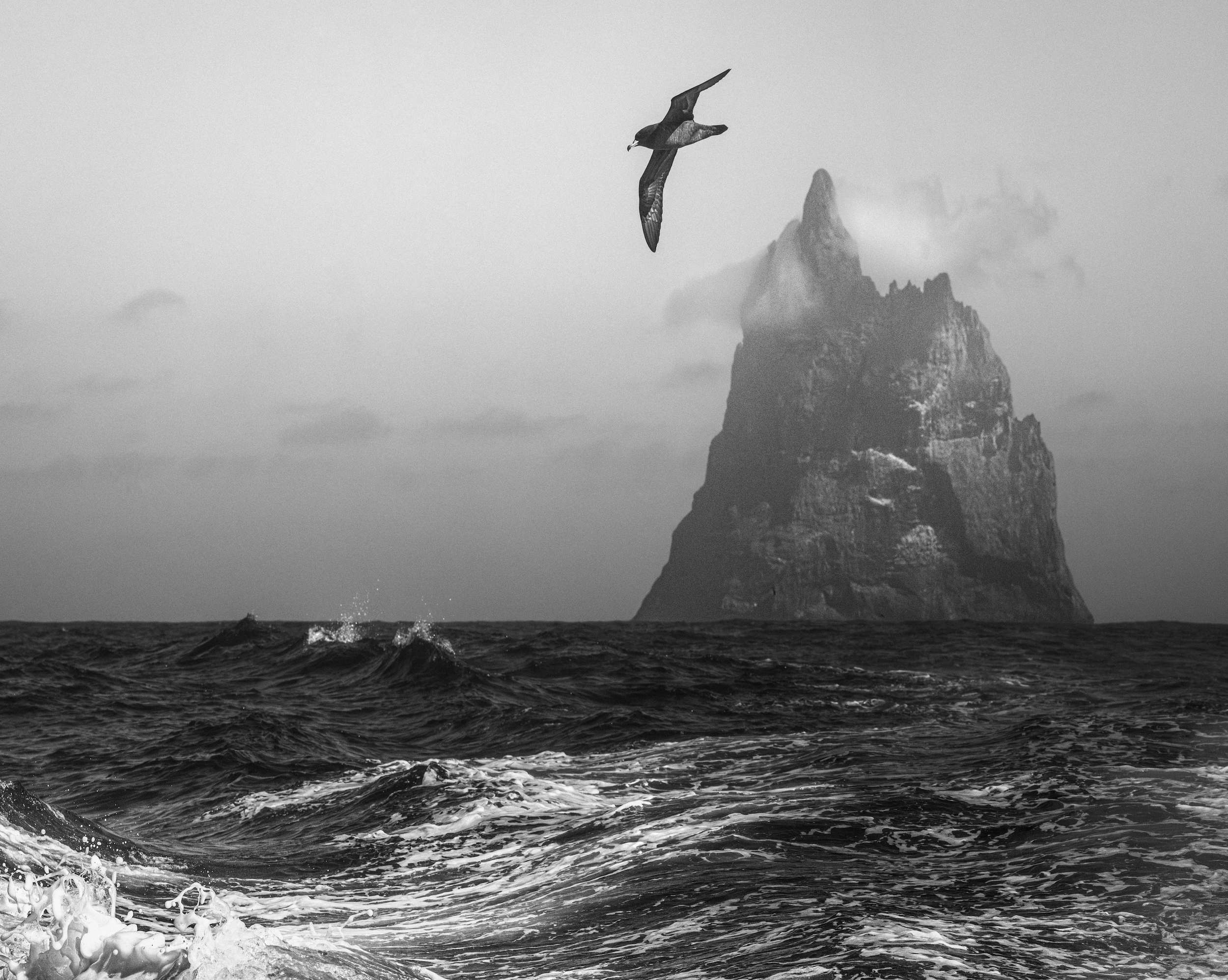 'Of Salt and Stone' - 

In the solitude of the Tasman Sea, where waves rise and unravel into white, a Flesh-footed Shearwater rises on the wind, reading the ocean's restless moods with an instinct honed by an enduring wanderer. Beyond, the dark volca
