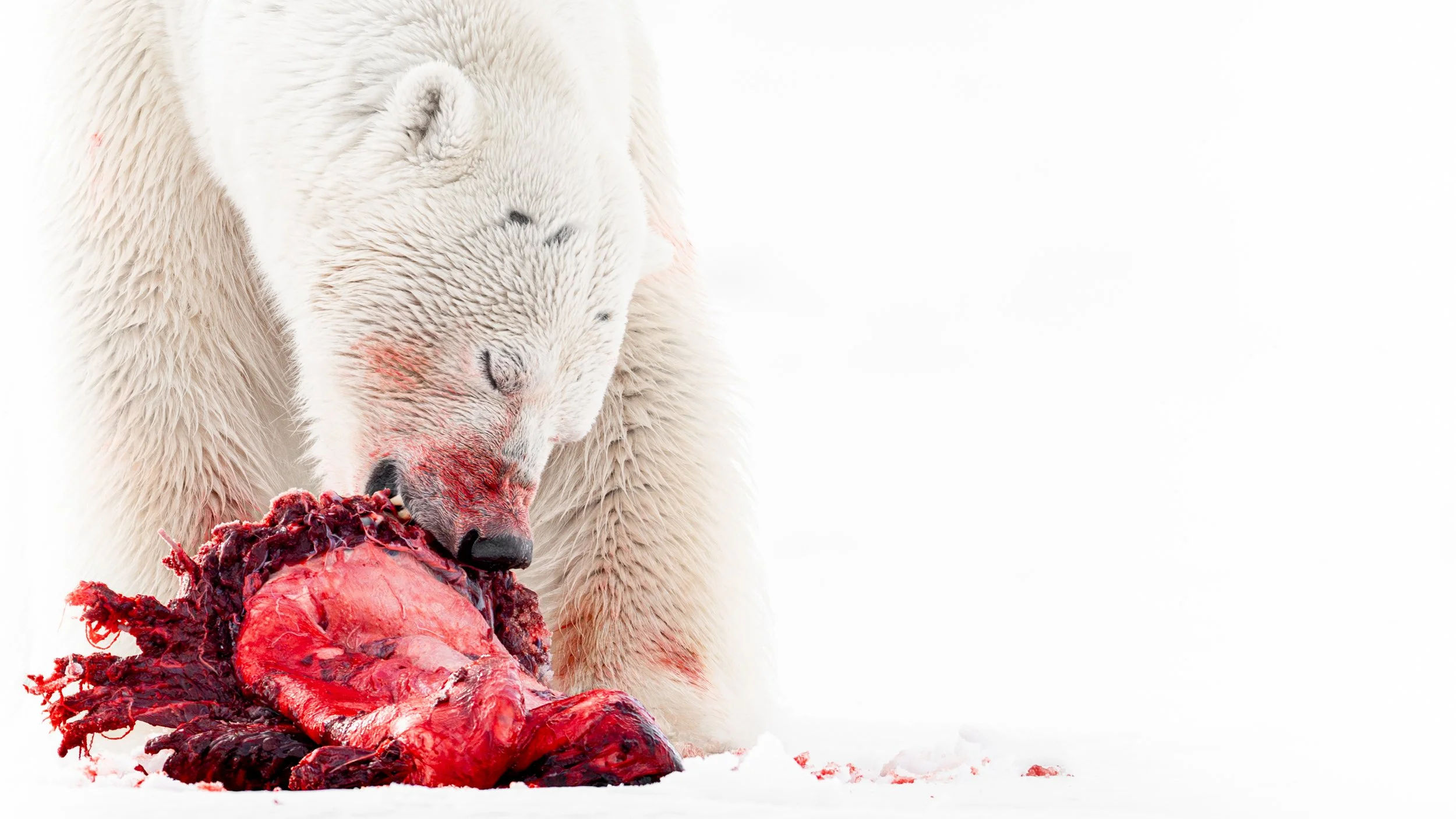 A visceral photograph of a Polar Bear eating a newly killed Seal on the snow in Arctic Svalbard. The scene is mostly bright white, apart from the fresh red blood of the Seal meat staining the Bear's face.