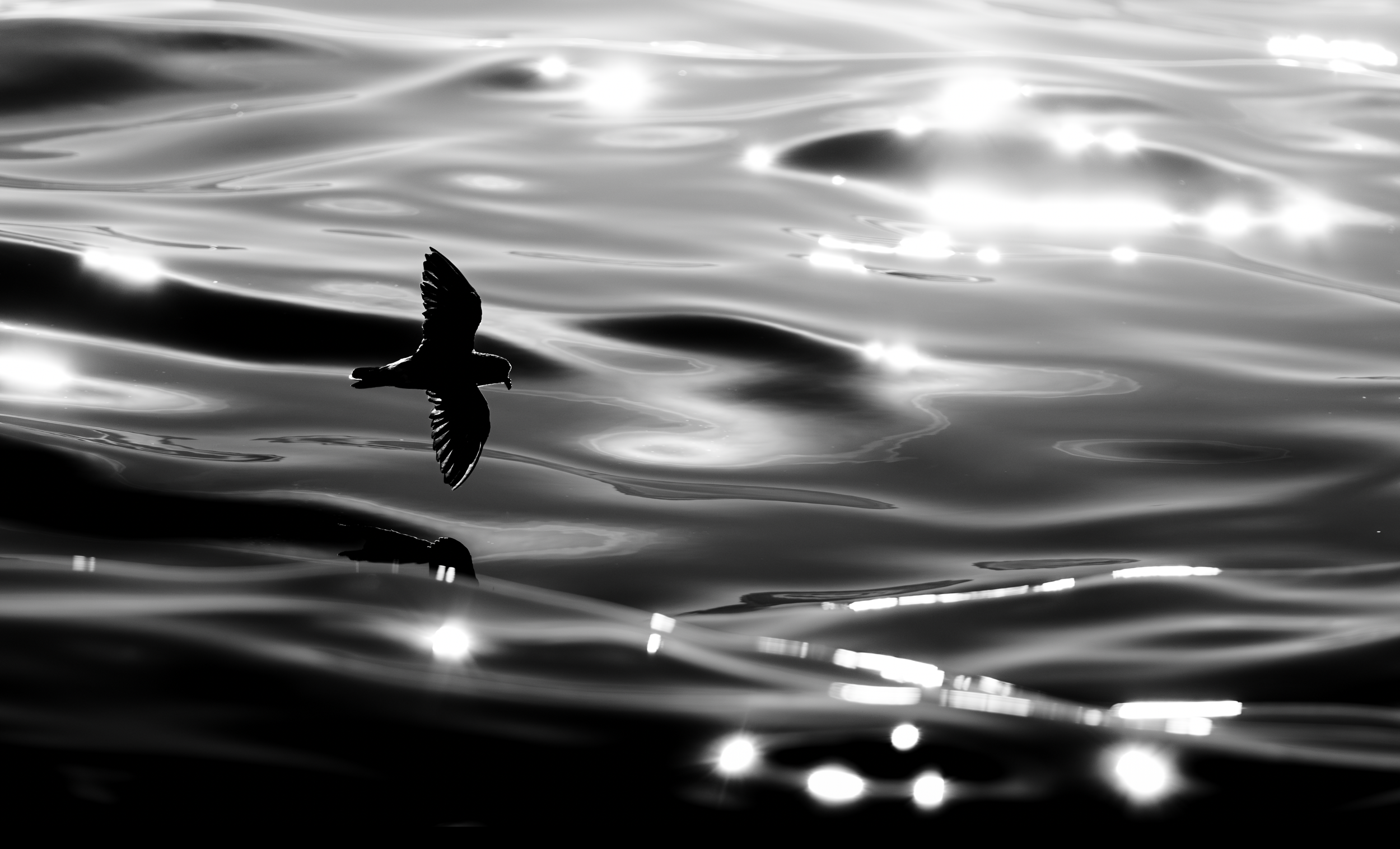 'Whispers on Water' - 

Upon a sea as smooth as velvet, a solitary Storm Petrel dances between darkness and light, its delicate silhouette mirrored upon the ocean's luminous skin; arched wings, forked tail and the faint outline of its tubular nostril
