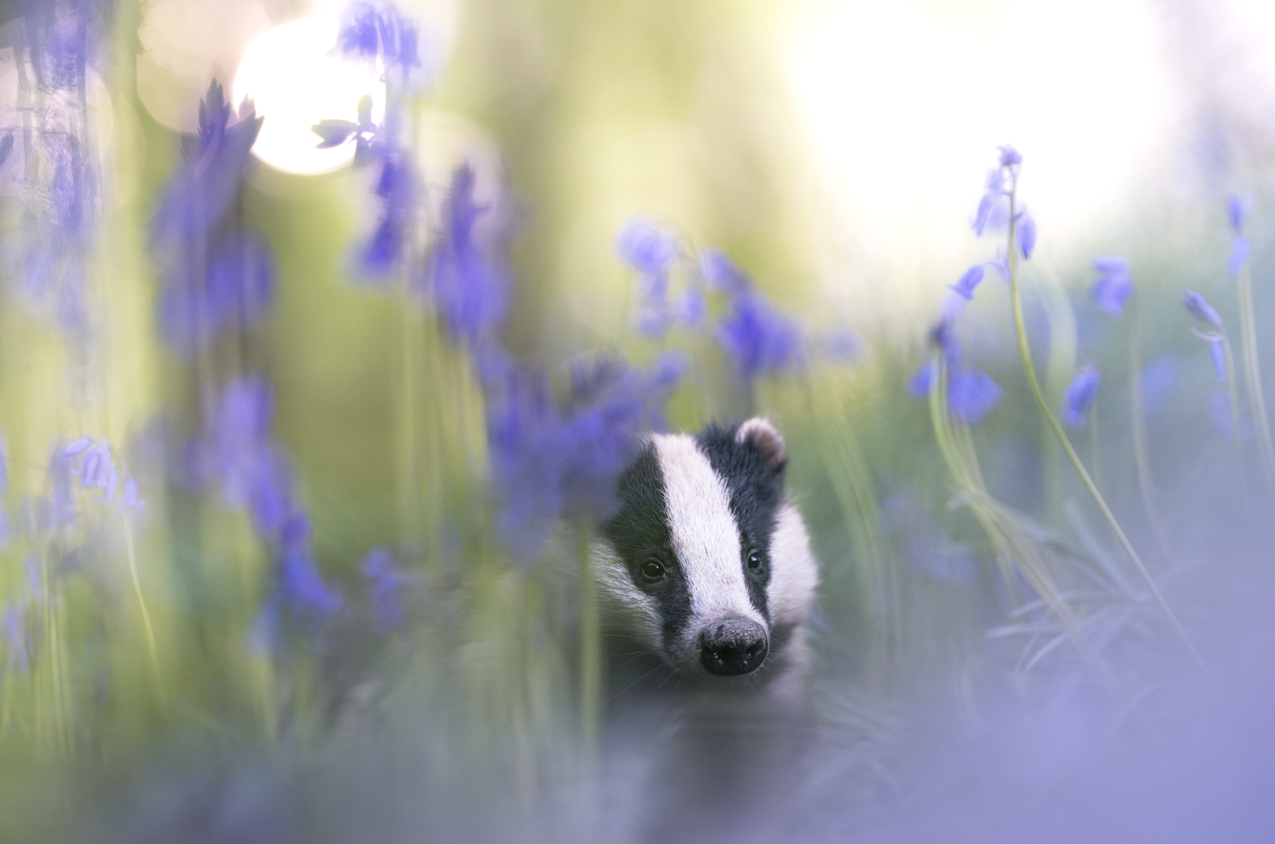 A photograph of a European Badger peering through purple English Bluebell flowers with a soft, blurry background and foreground.