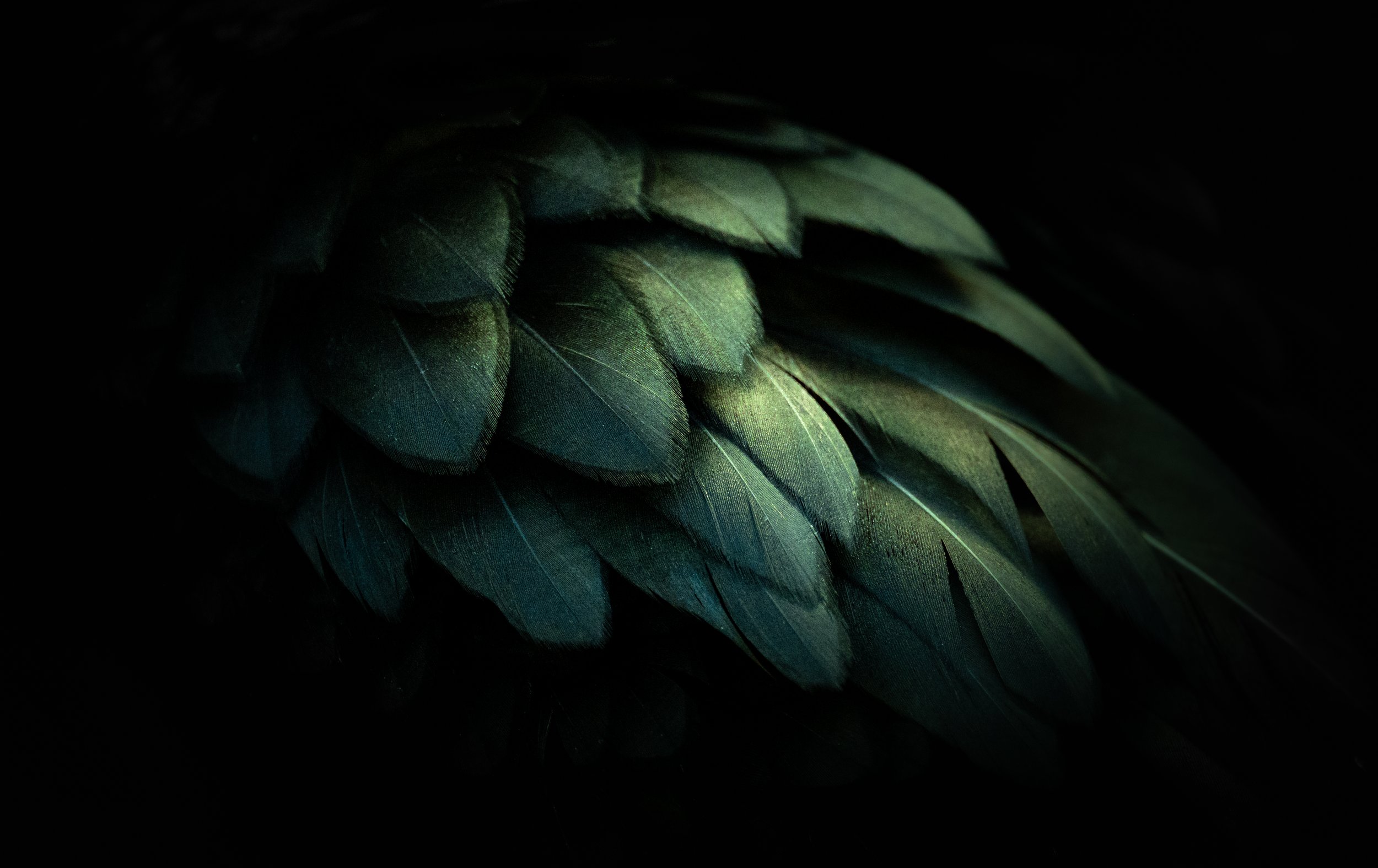 'Dragon' - 

On a remote island in the North Sea, Rachel encountered European Shags for the first time, captivated by their prehistoric character and dark, armour-like plumage. Nestled within a shadowed crevice, one bird revealed an unexpected treasu