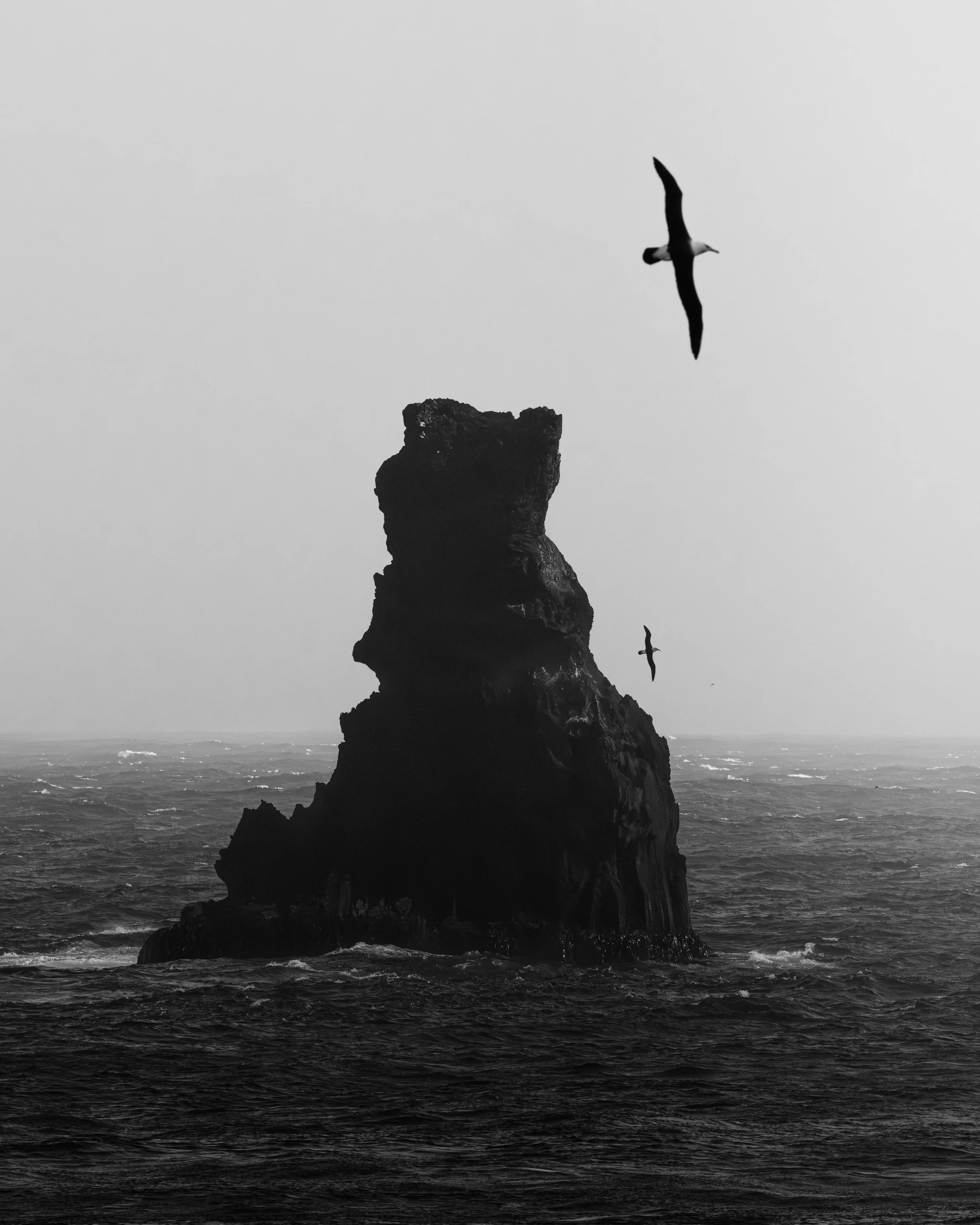 'Echoed Course' - 

In the solitude of the Southern Ocean, two Campbell Albatross trace passage. Beside a solitary rock stack, one glides with wings outstretched, while another follows far beyond, its distant silhouette echoing the first. A repetitio