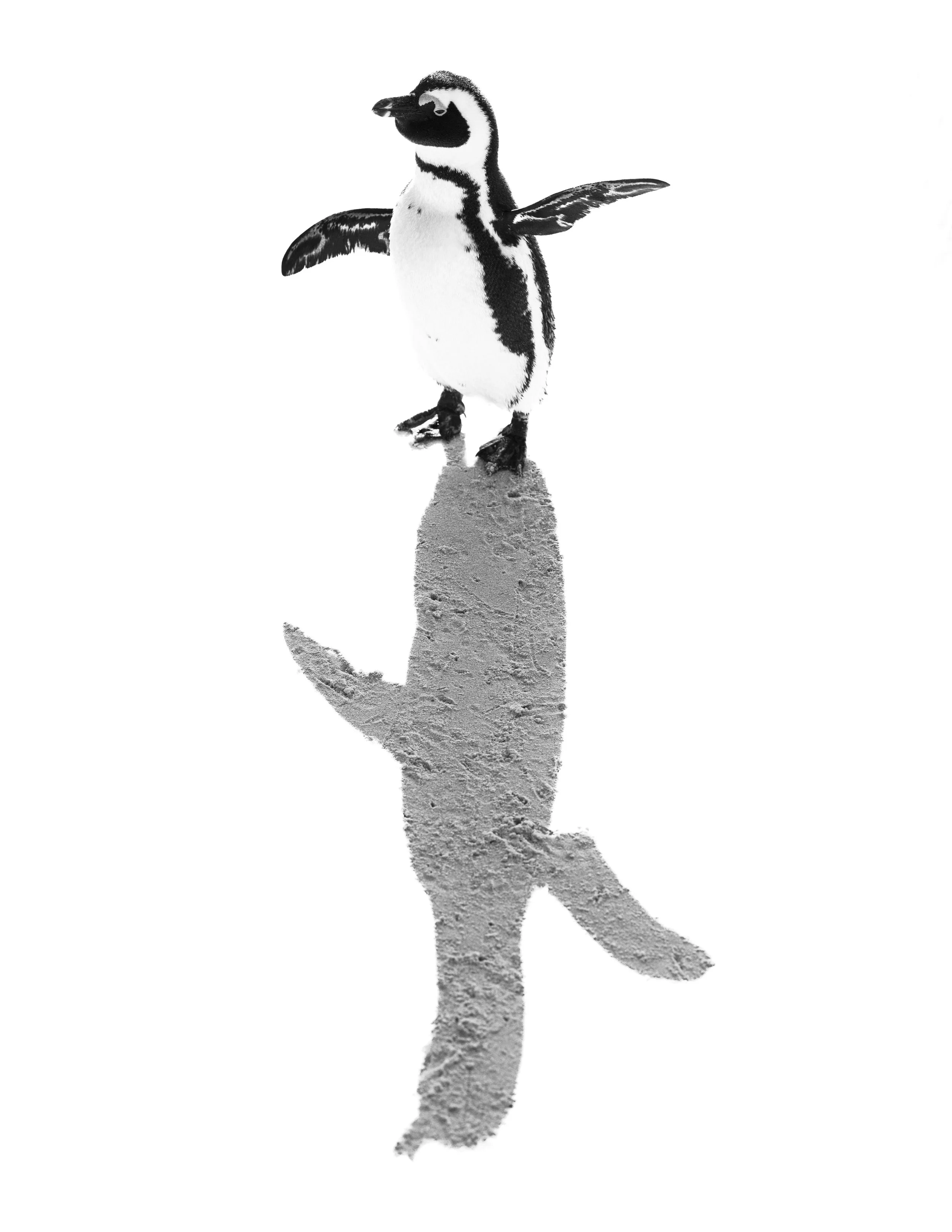 'Shadow Dancer' - 

Beneath the fierce South African sun, an African Penguin casts its elegant shadow across pale coastal sand. Embracing the harsh midday light, Rachel deliberately overexposed the scene, leaving behind a delicate dance of shape and 