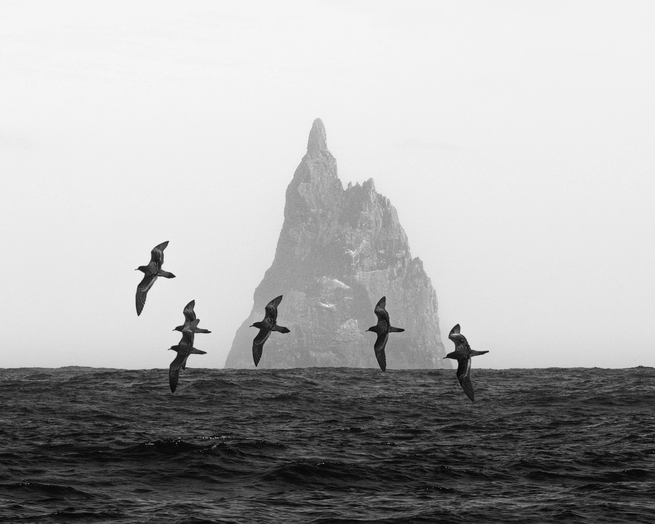 'Heart of the Tasman' - 

Against the volcanic giant of Ball's Pyramid, a procession of Wedge-tailed Shearwaters traces a passage through the Tasman Sea. Guided by an ancestral knowledge of wind and water, their slender wings carry them effortlessly 