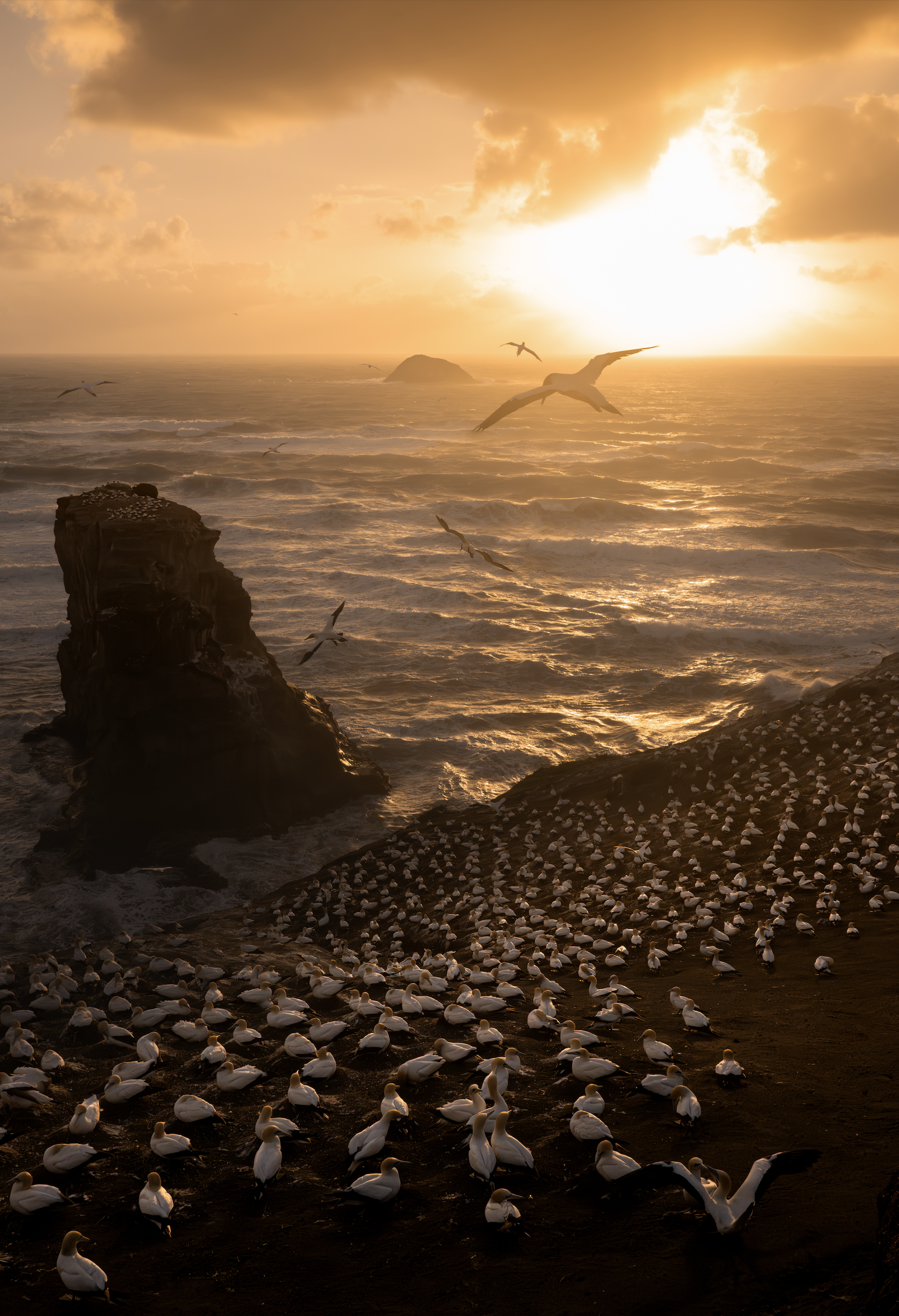'The Last Light Home' - 

At the wild edges of New Zealand, the setting sun spills molten gold across a restless sea, where waves break against ancient rock and storm clouds gather overhead. Against this dramatic meeting of light and water, Australas