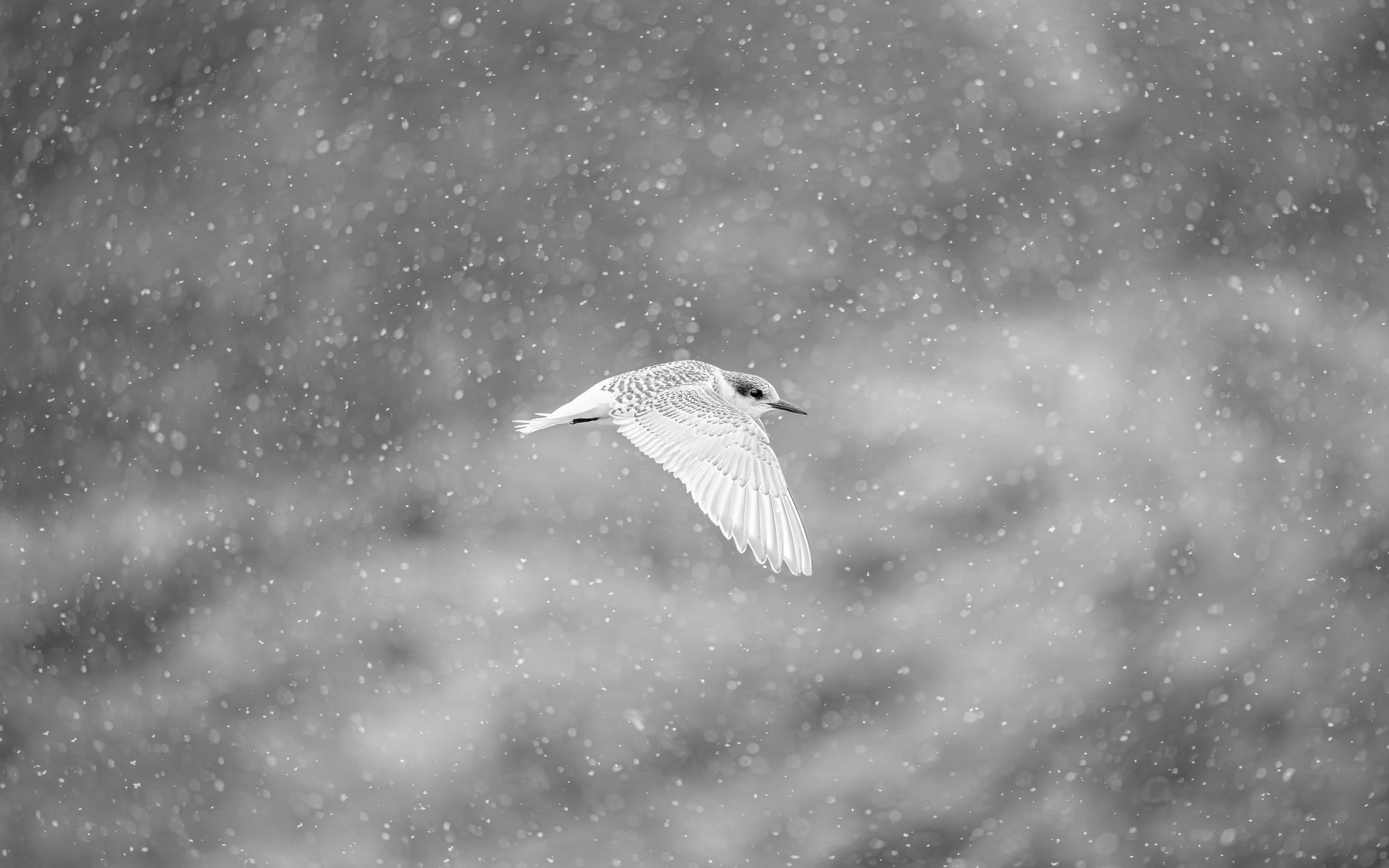 'Learning the Weather' - 

Freshly fledged into Antarctic snowfall, a young Antarctic Tern tests its slender wings against the polar wind. Its pale juvenile plumage catches the muted light as snowflakes blur into white. 