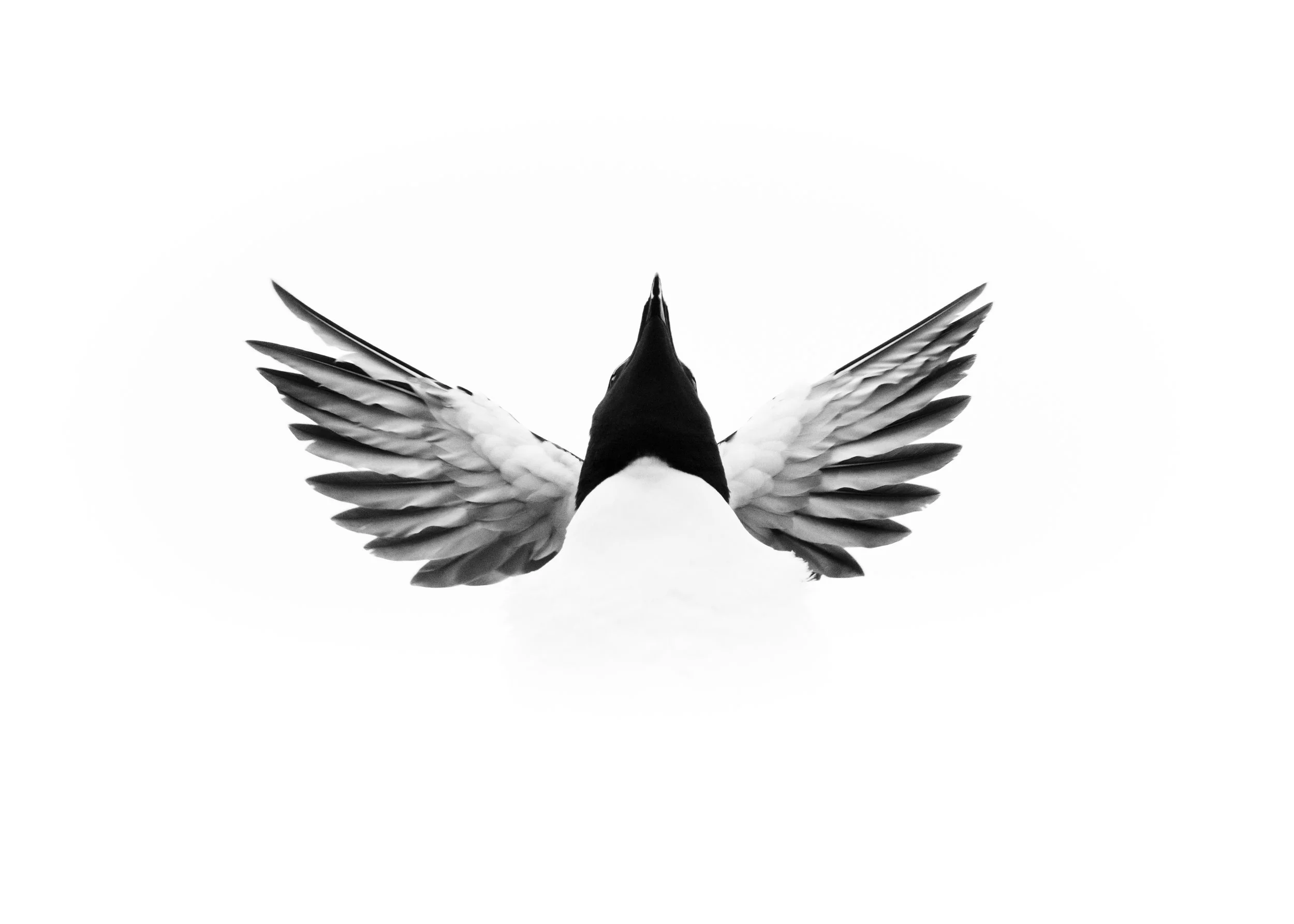 'Auk Angel' - 

With wings raised skyward and its head tilted towards the heavens, a Razorbill assumes an almost angelic structure against the soft grey skies of a remote seabird colony. This symmetry was the creative intention and culmination of hou