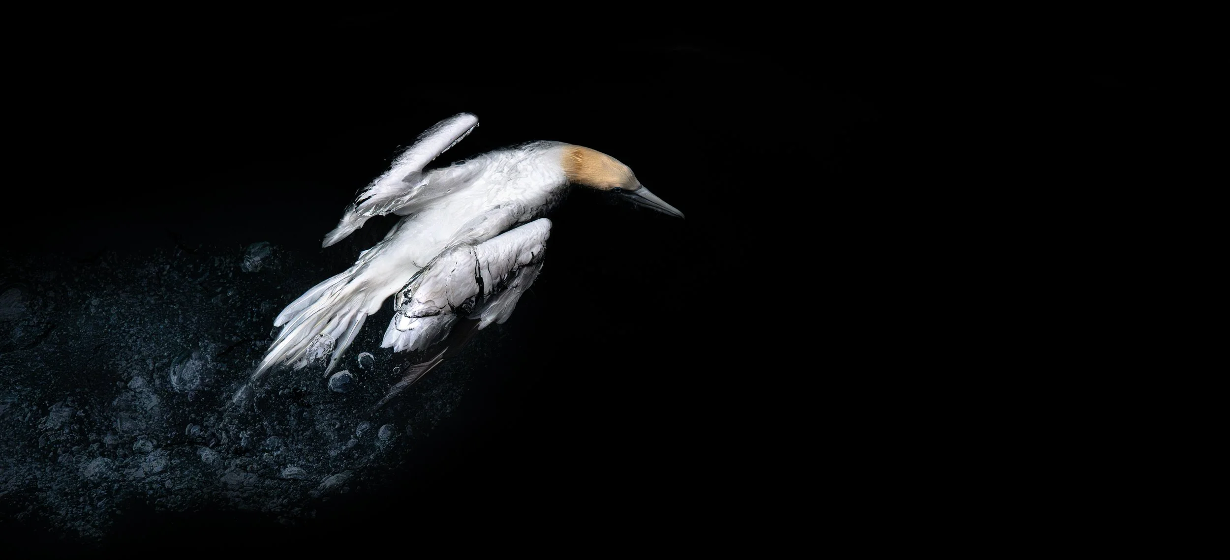 'Surface Tension' - 

Beneath the towering monolith of Bass Rock, the sea erupted with the thunderous spectacle of diving Northern Gannets, their wings folded like arrows as they pursued shoals of Mackerel into the depths. Yet Rachel found herself ca