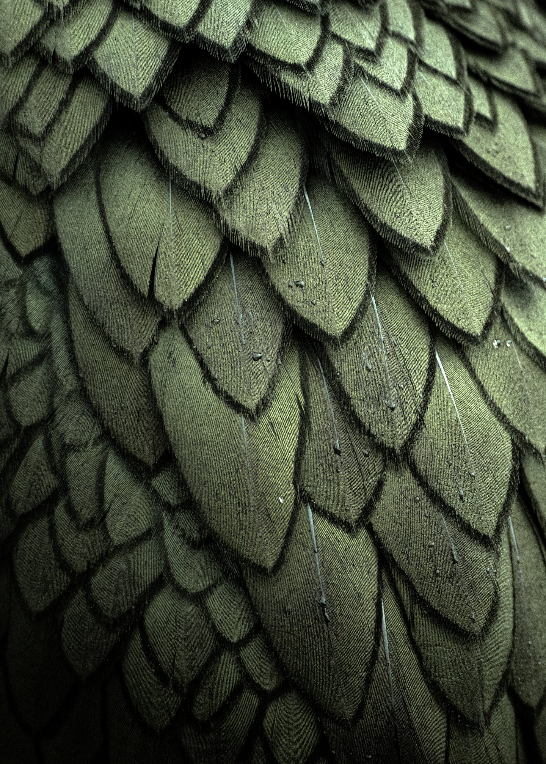 'Featherwork' - 

On an island in the North Sea, Rachel found herself enchanted by the prehistoric silhouettes  of European Shags whose feathers shimmered shades of olive and bottle green, each overlapping the next like hand-cut tiles upon an ancient