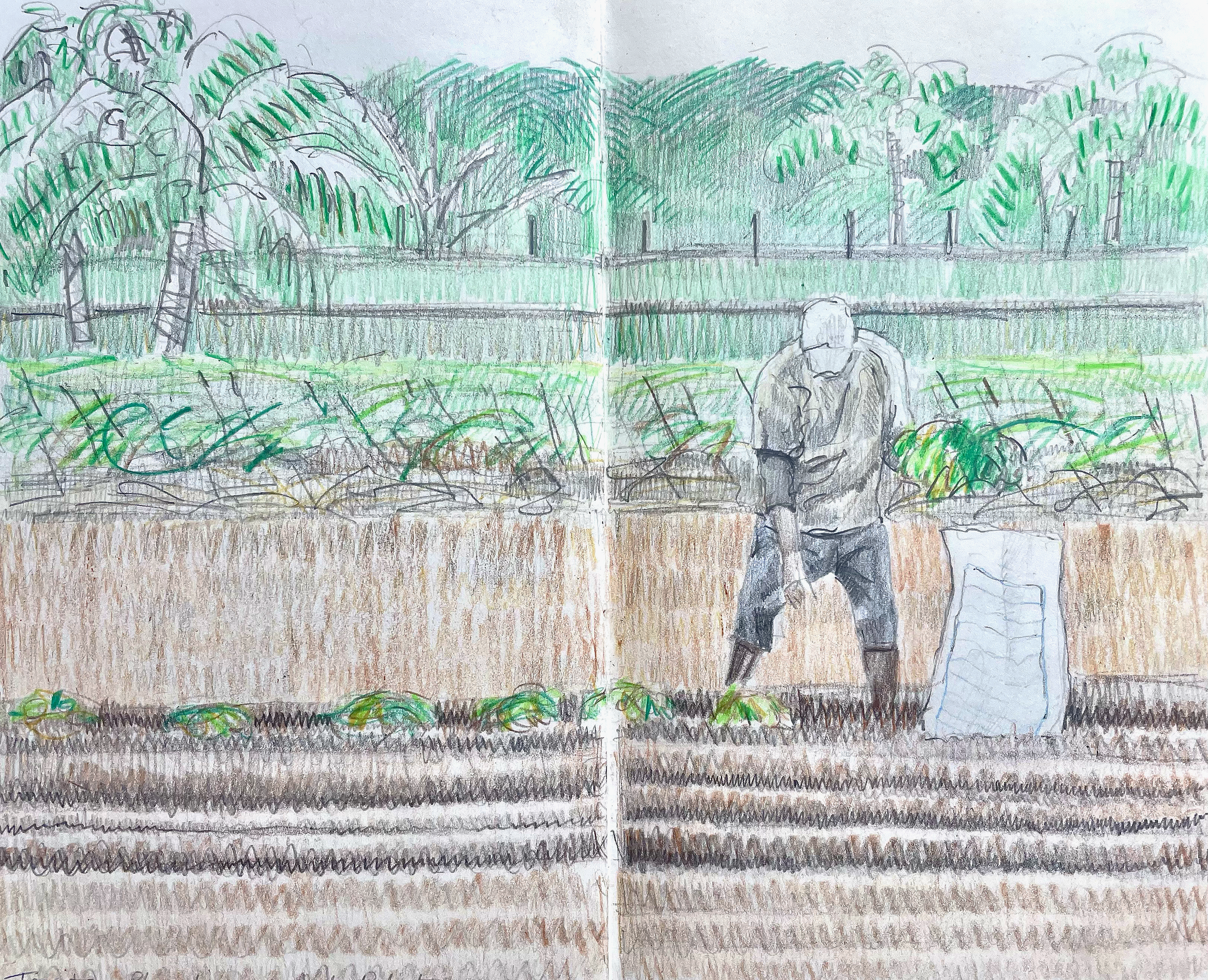 Tevita planting sweet potato