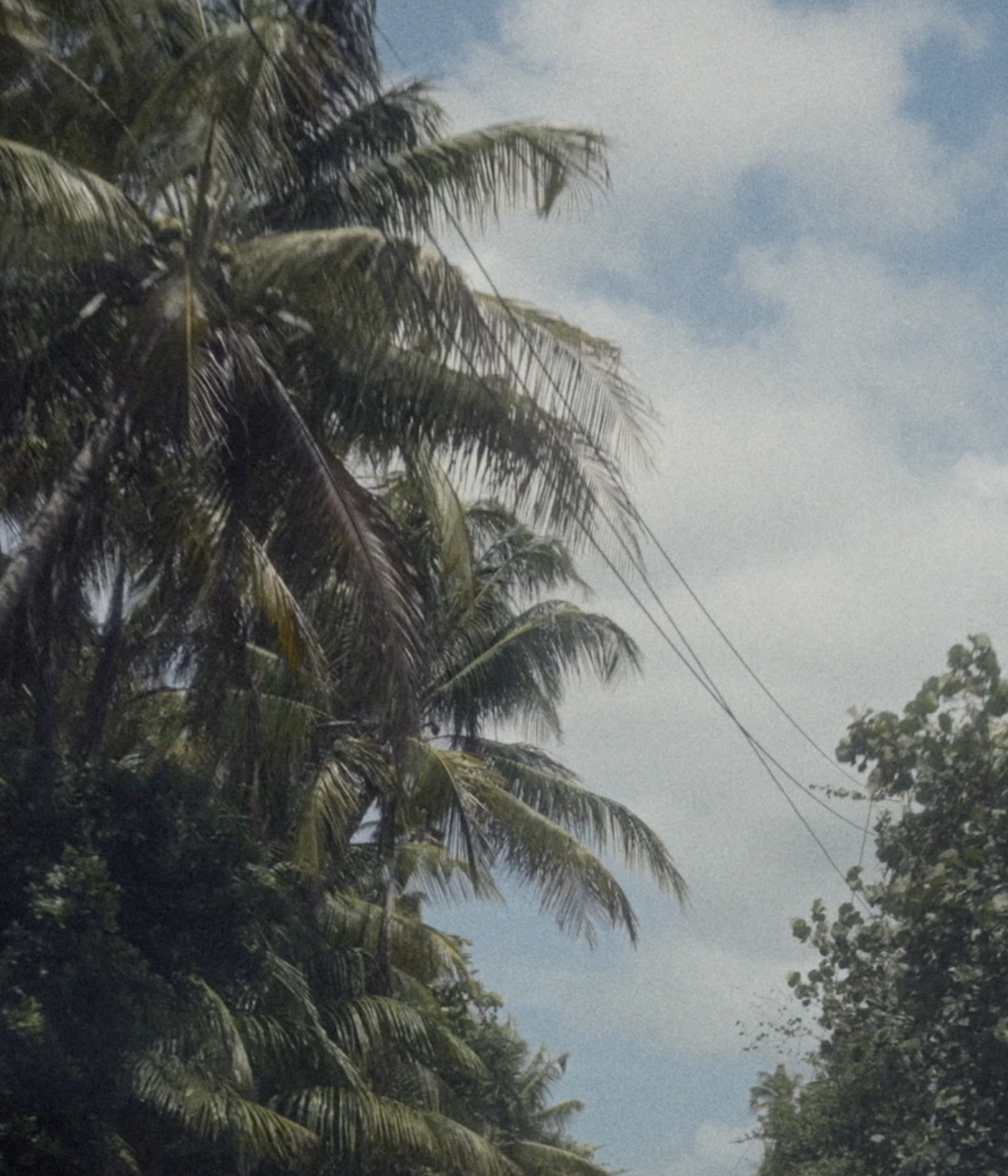 Palm trees and overhead utility lines against a partly cloudy sky in Puerto Rico.
