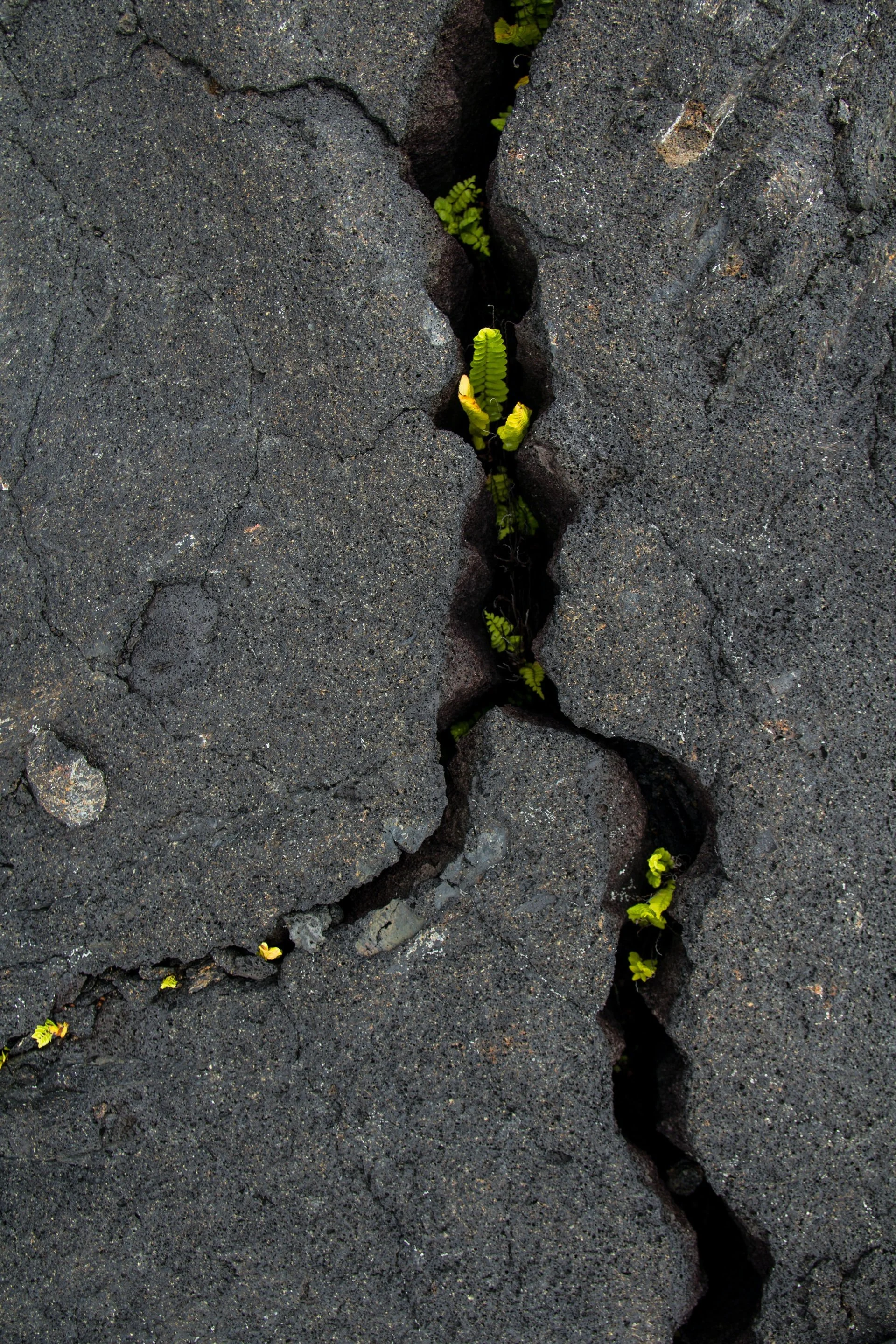 small plants sprouting through the cracks on the pavement representing system disruptions, where plants and nature do not accept human design, architecture and built environment by default