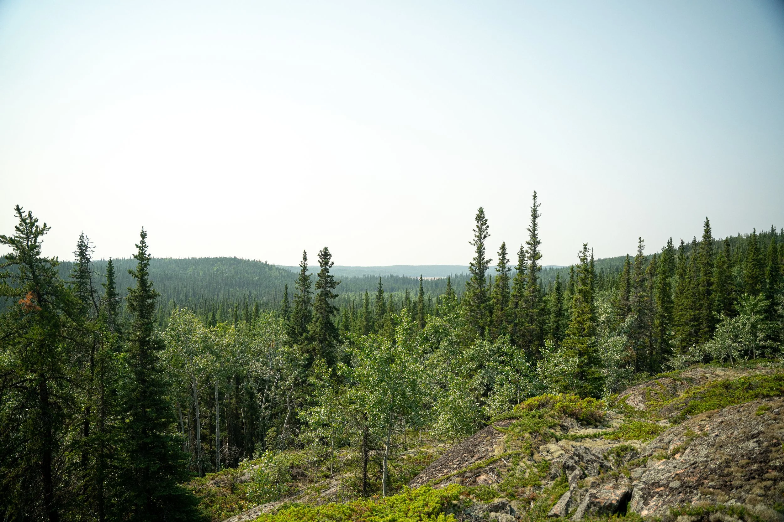 Lush green forest with tall trees, rolling hills, and a clear sky.