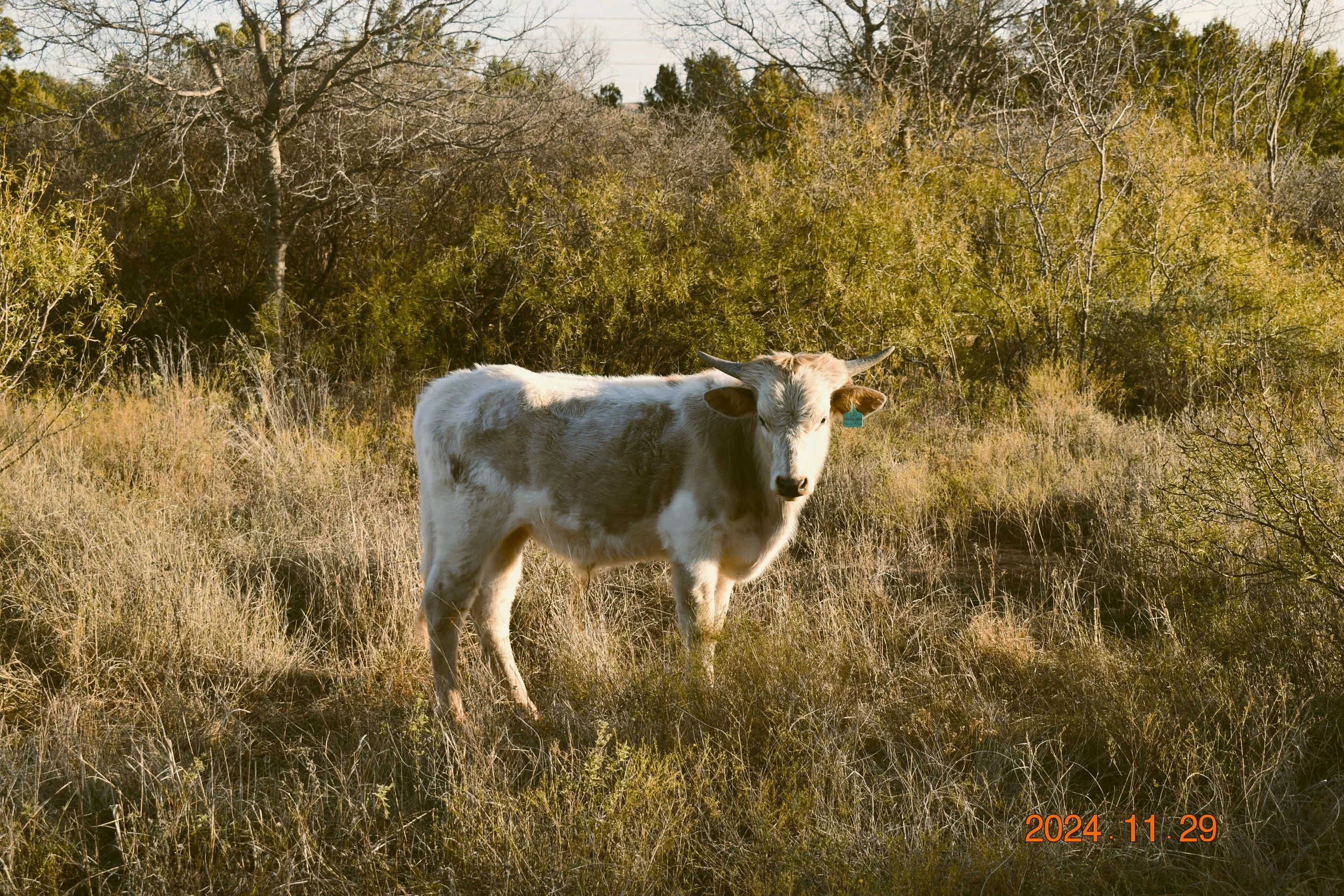 DSC_0444.JPG
