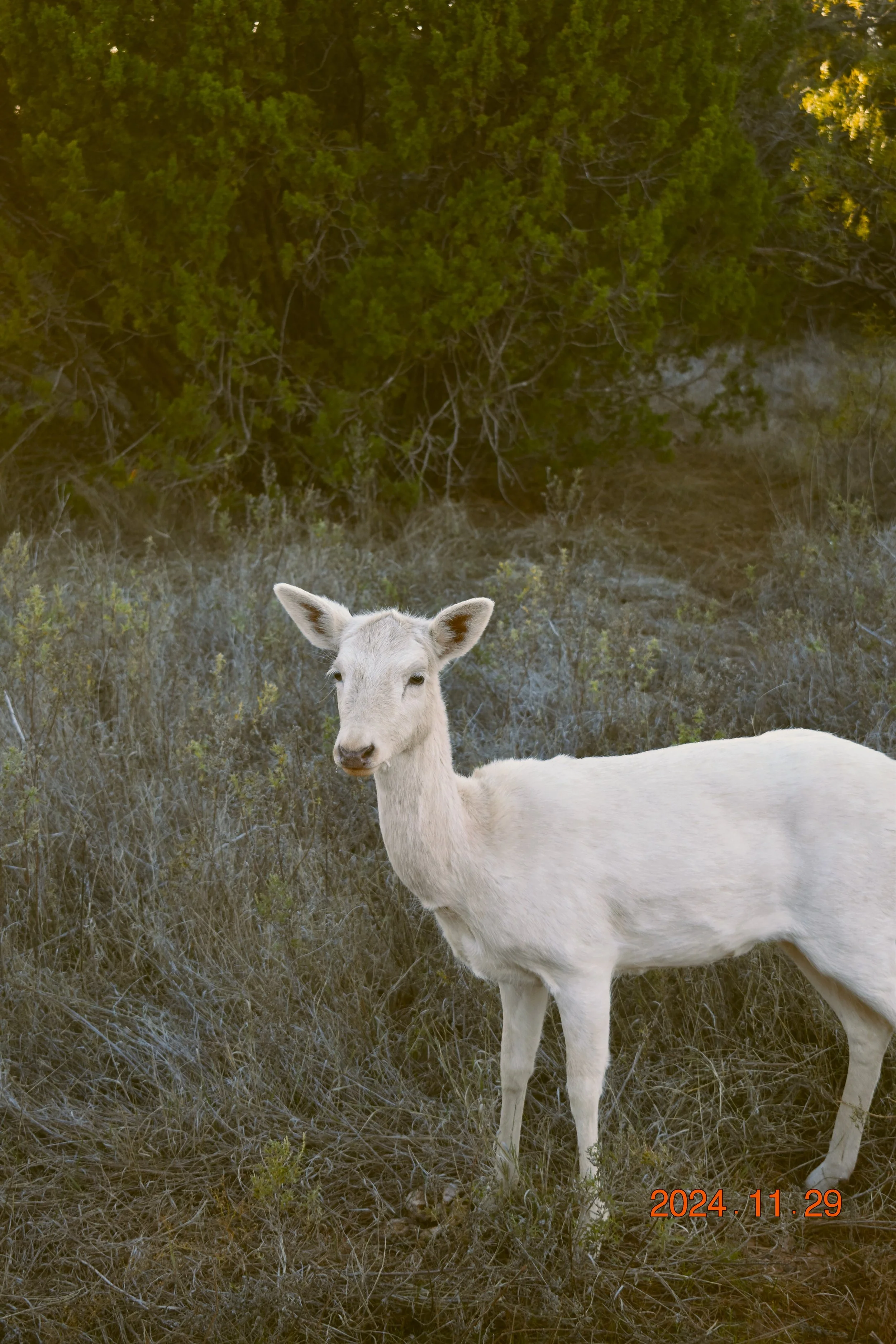DSC_0451.JPG