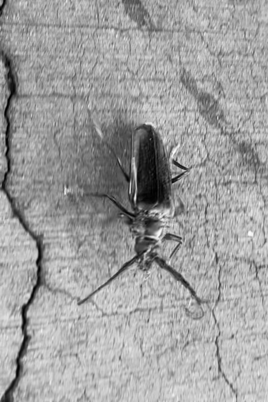 A close-up black and white photo of a beetle on cracked pavement with a reflection of the beetle visible in a small puddle of water.