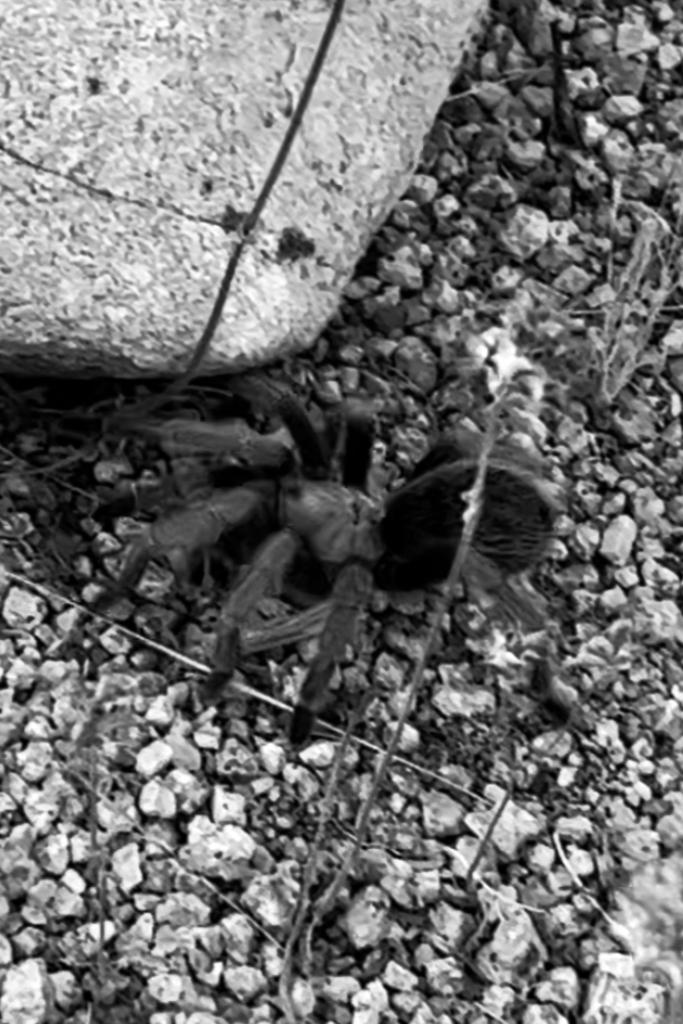 A spider on gravel ground near a large rock and a wire fence.