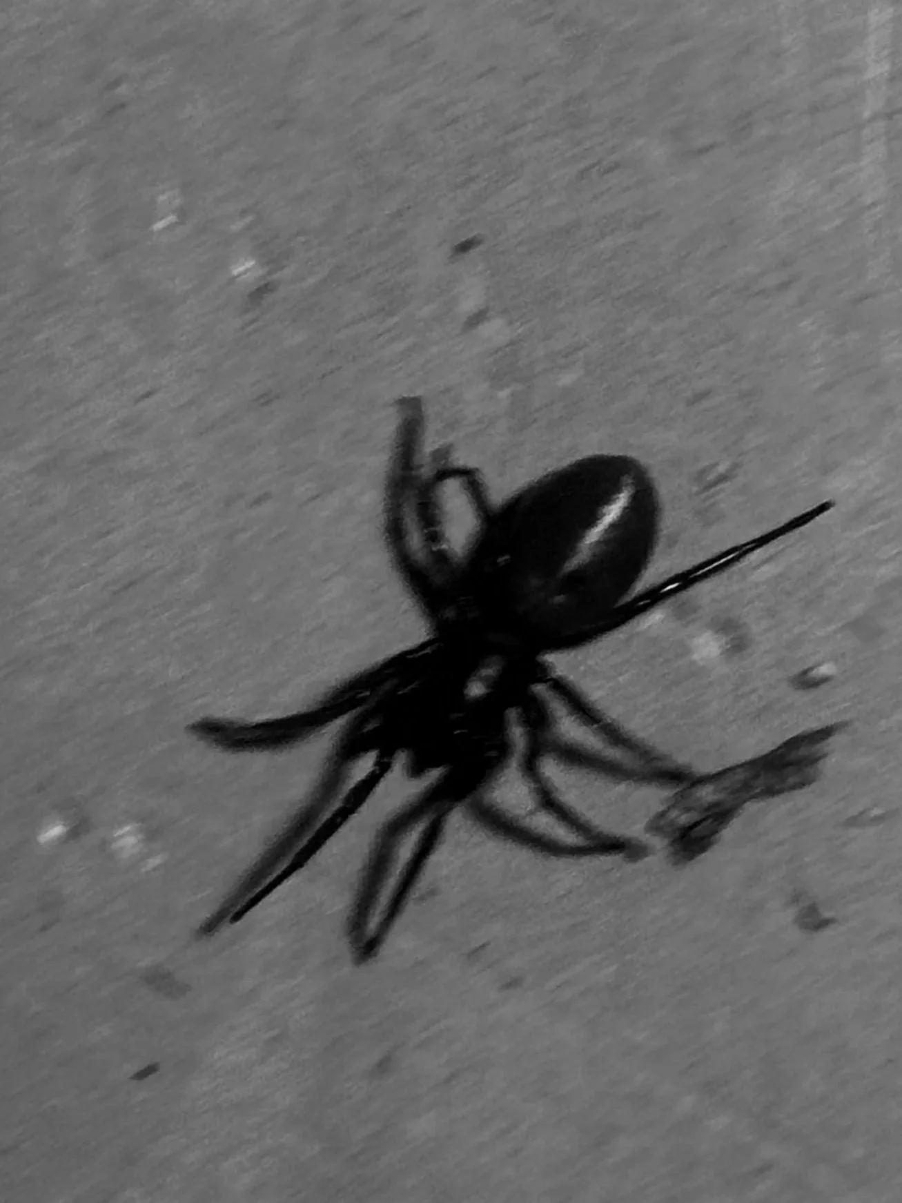 A black and white photo of a spider on a textured surface, possibly a wall or floor, with a shadow cast by the insect.