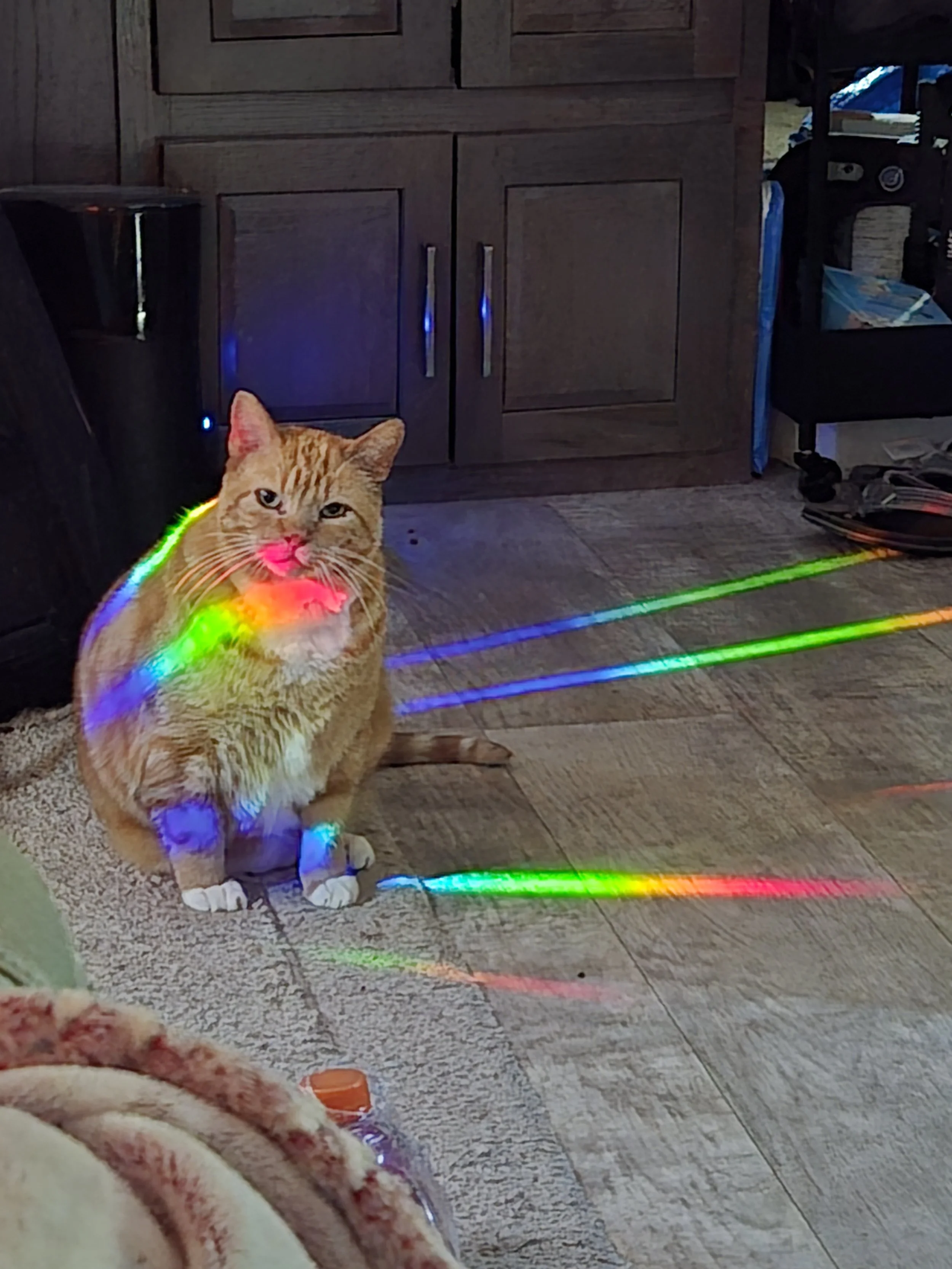 An orange tabby cat with chestnut striped fur sitting on a tiled floor, surrounded by rainbow-colored light reflections, with wooden cabinets in the background.