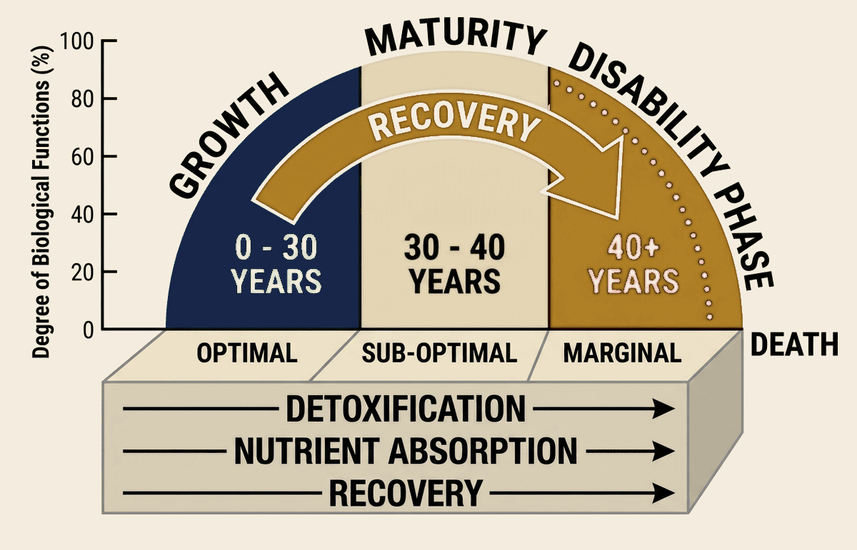 Chart of biological function over a lifetime: growth from birth to 30, maturity from 30 to 40, and a disability phase after 40, with detoxification, nutrient absorption and recovery declining from optimal to marginal