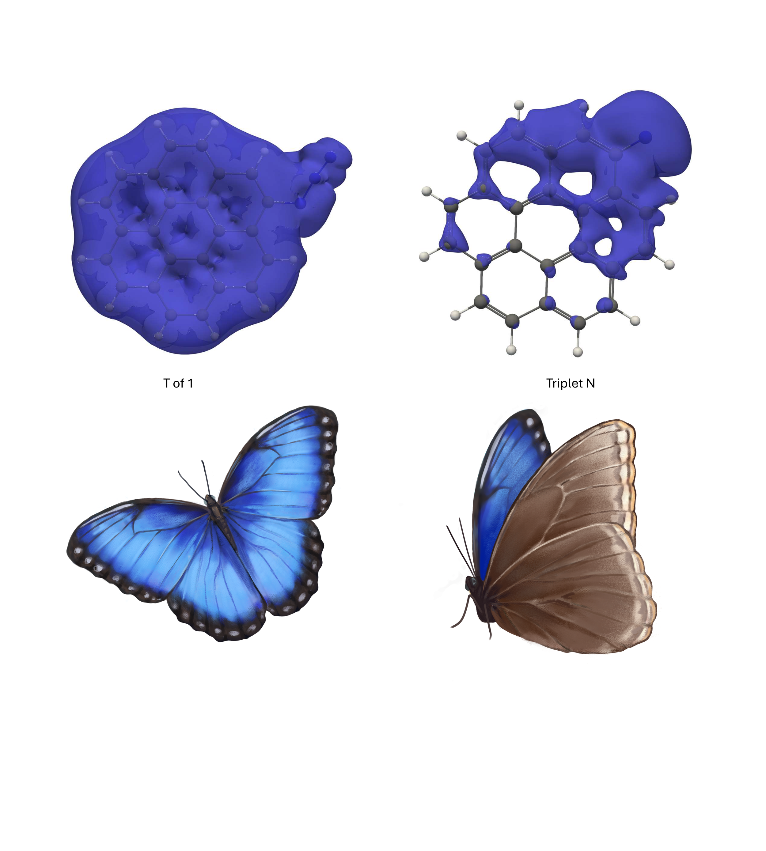 butterfly-toc.png
