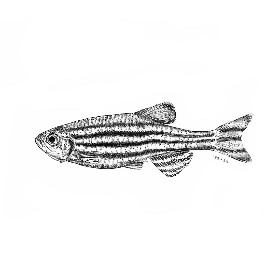 zebrafish fin.png