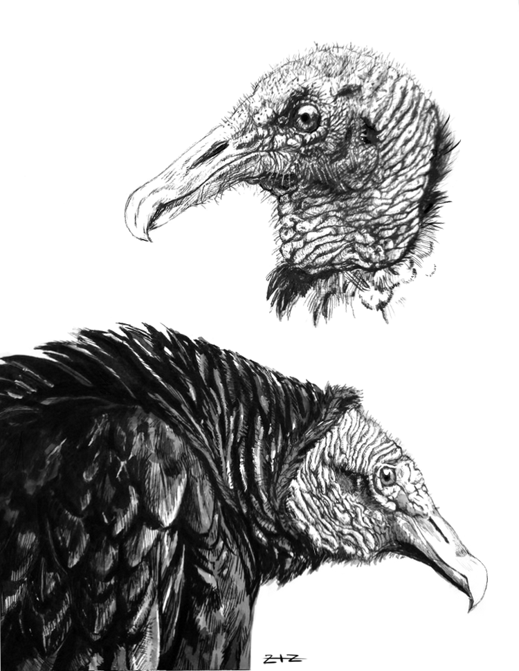 vulturesfinal.png