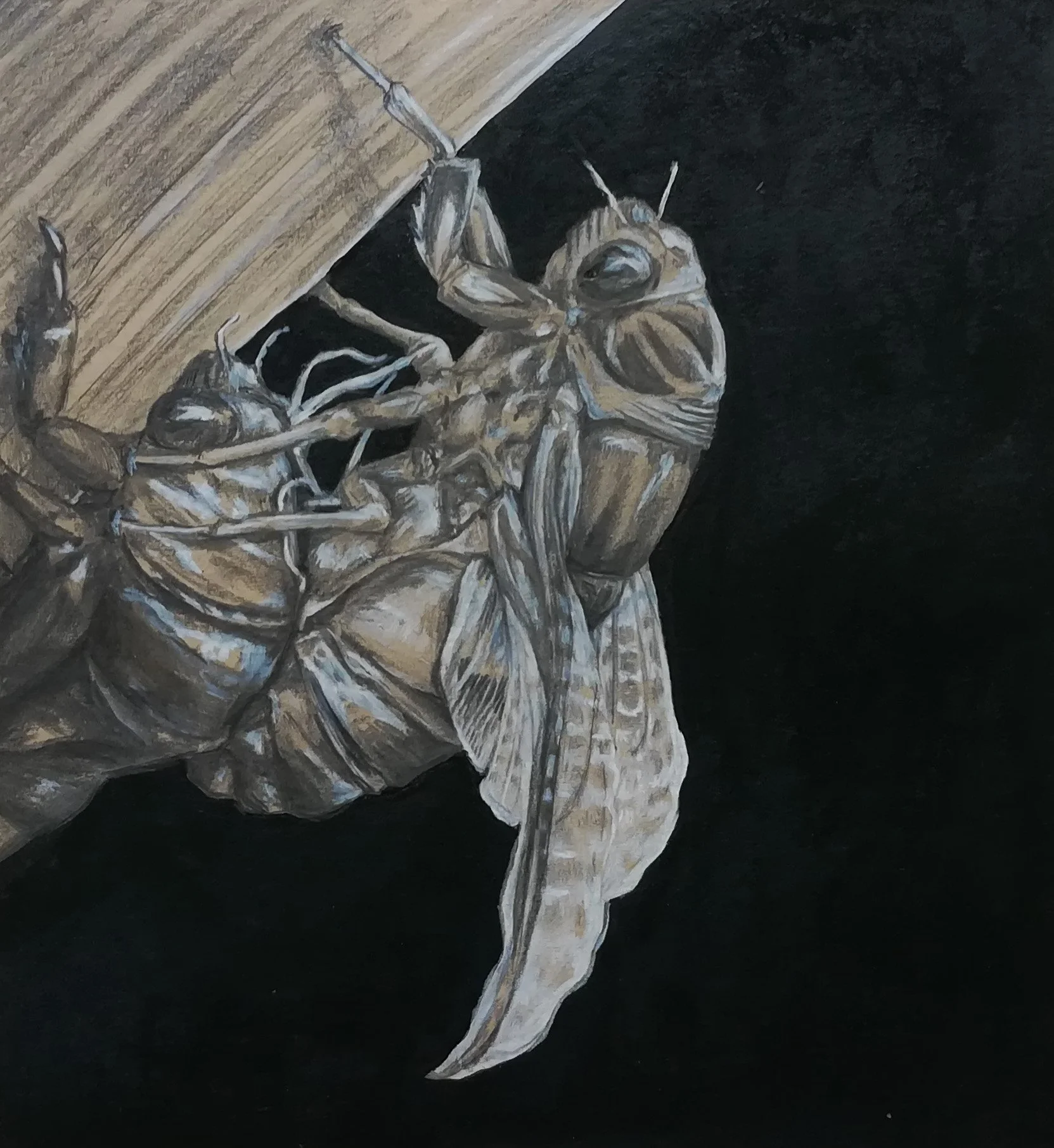 cicada drawing.jpg
