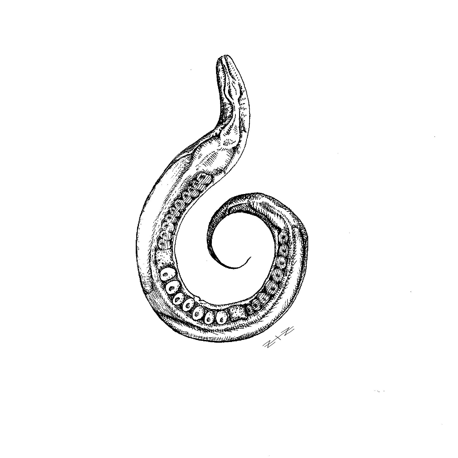 celegans fin.png