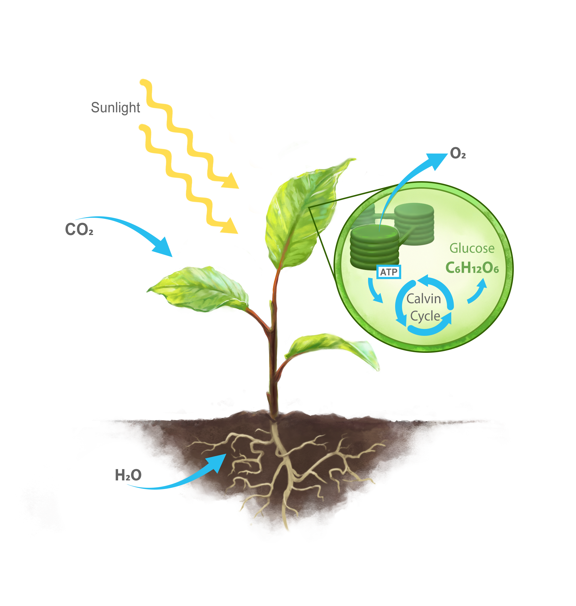 Fig-1-photosynthesis.png