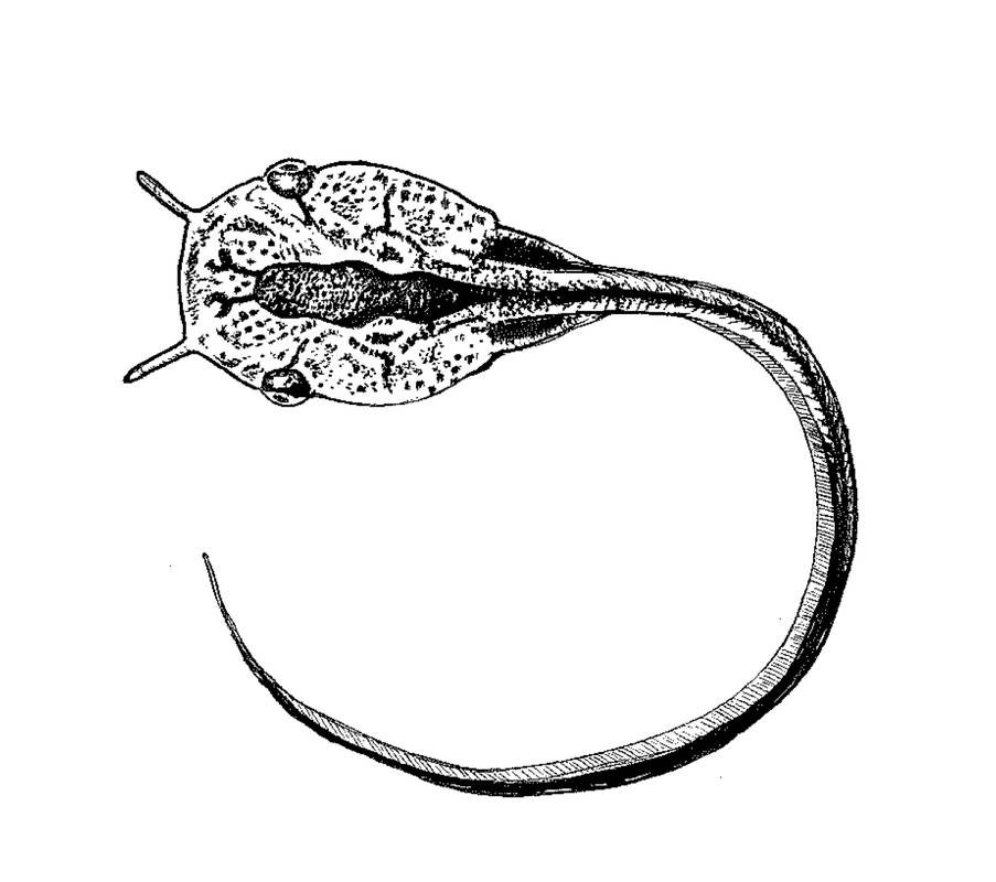 xenopus.png