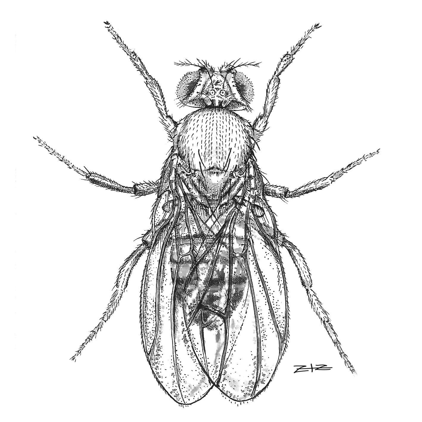 drosophila fin.png