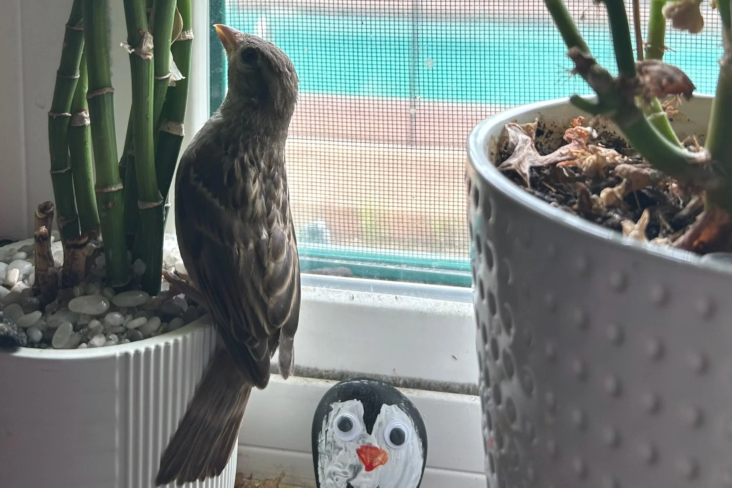 How a Rescue Bird Inspired My Brand