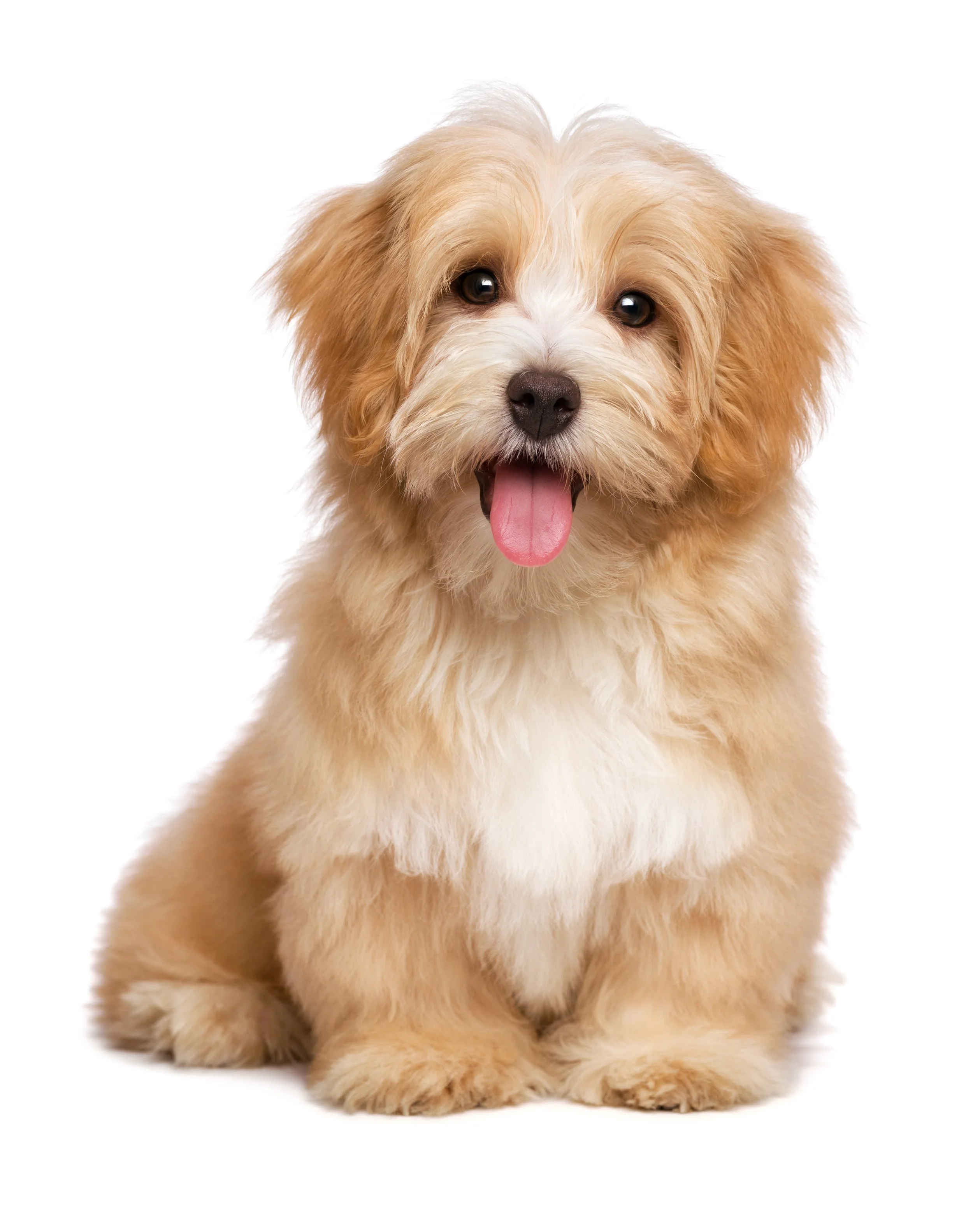 Havanese dog with golden and white coloring