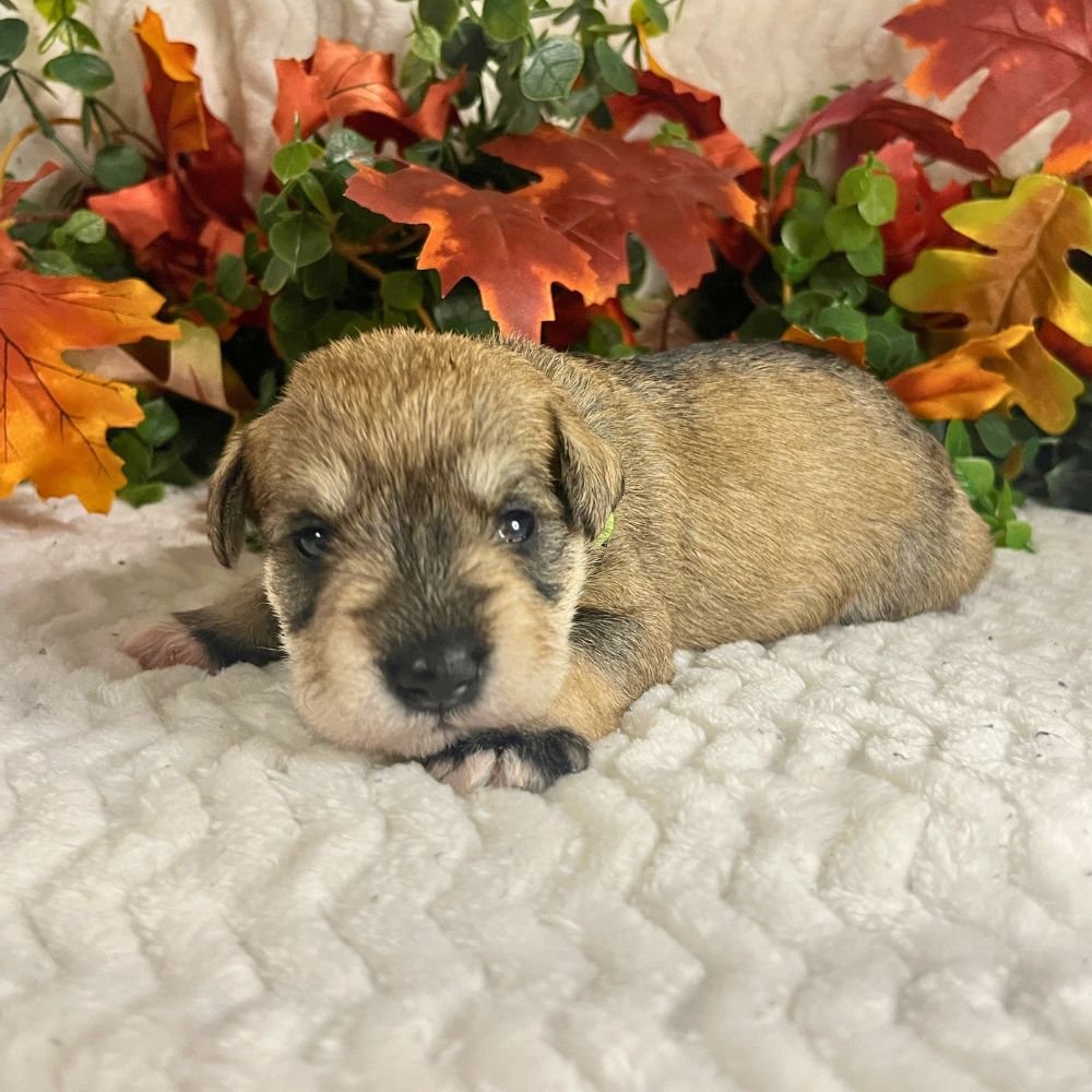  Kenobi 
 Male • AVAILABLE 