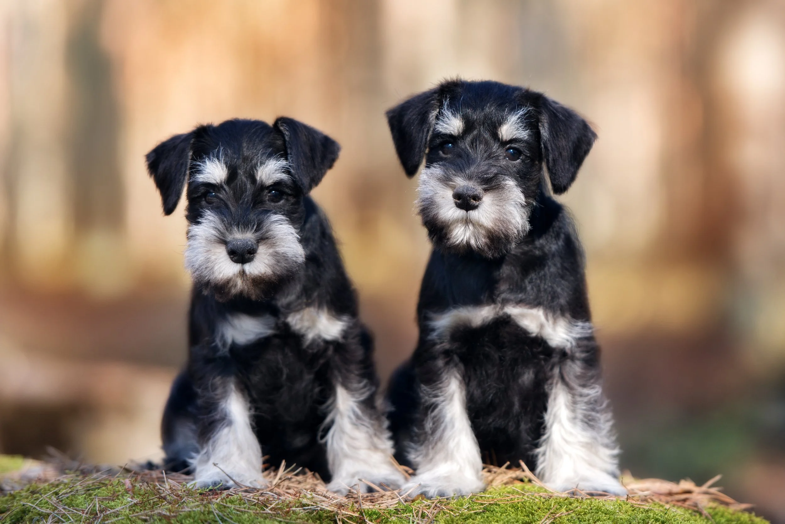 Two black and white miniature schnauzer puppies sit together outside