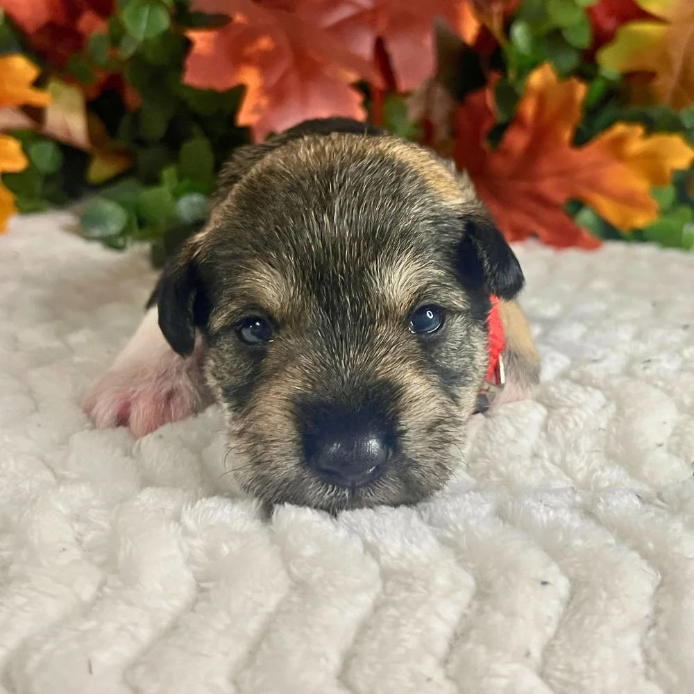  Vader 
 Male • AVAILABLE 