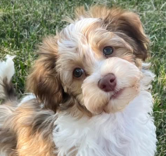 White and light brown Havanese puppy looks up while sitting in the grass