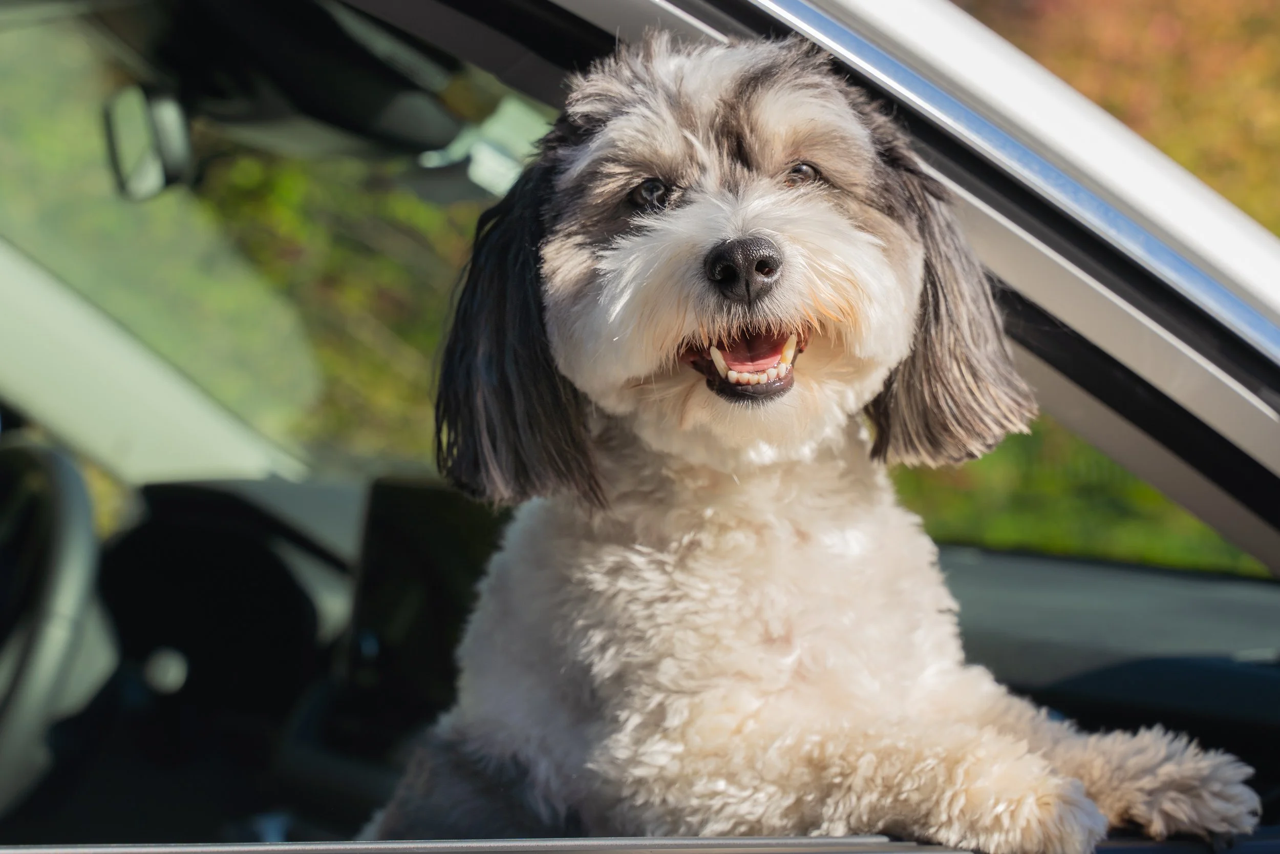 A Havanese dog is sitting inside a car with its head poking out