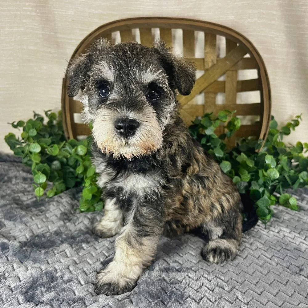  Rue 
 Female • RESERVED 