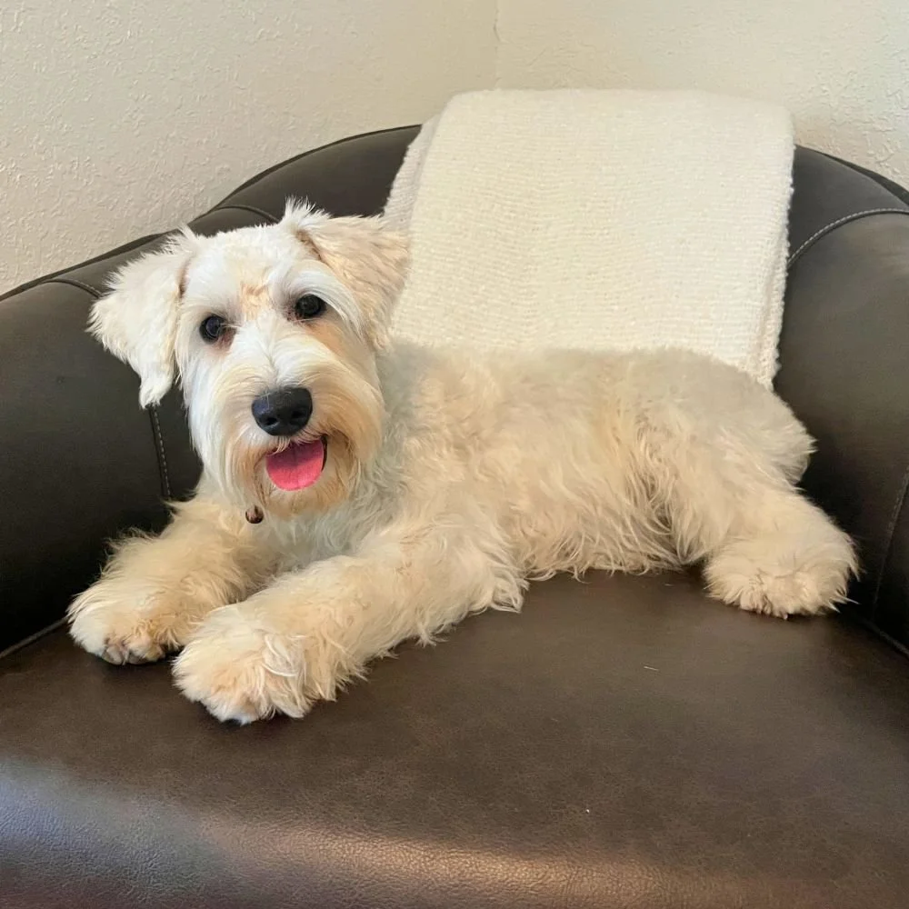  Brooklyn 
 Female • AVAILABLE 