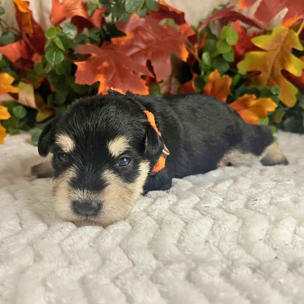  Luke 
 Male • AVAILABLE 