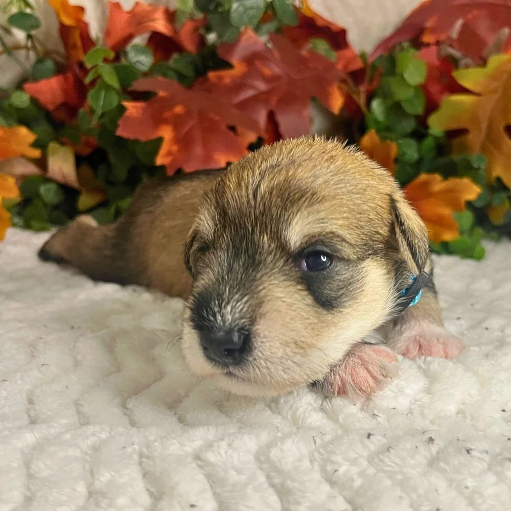 Falcon 
 Male • AVAILABLE 