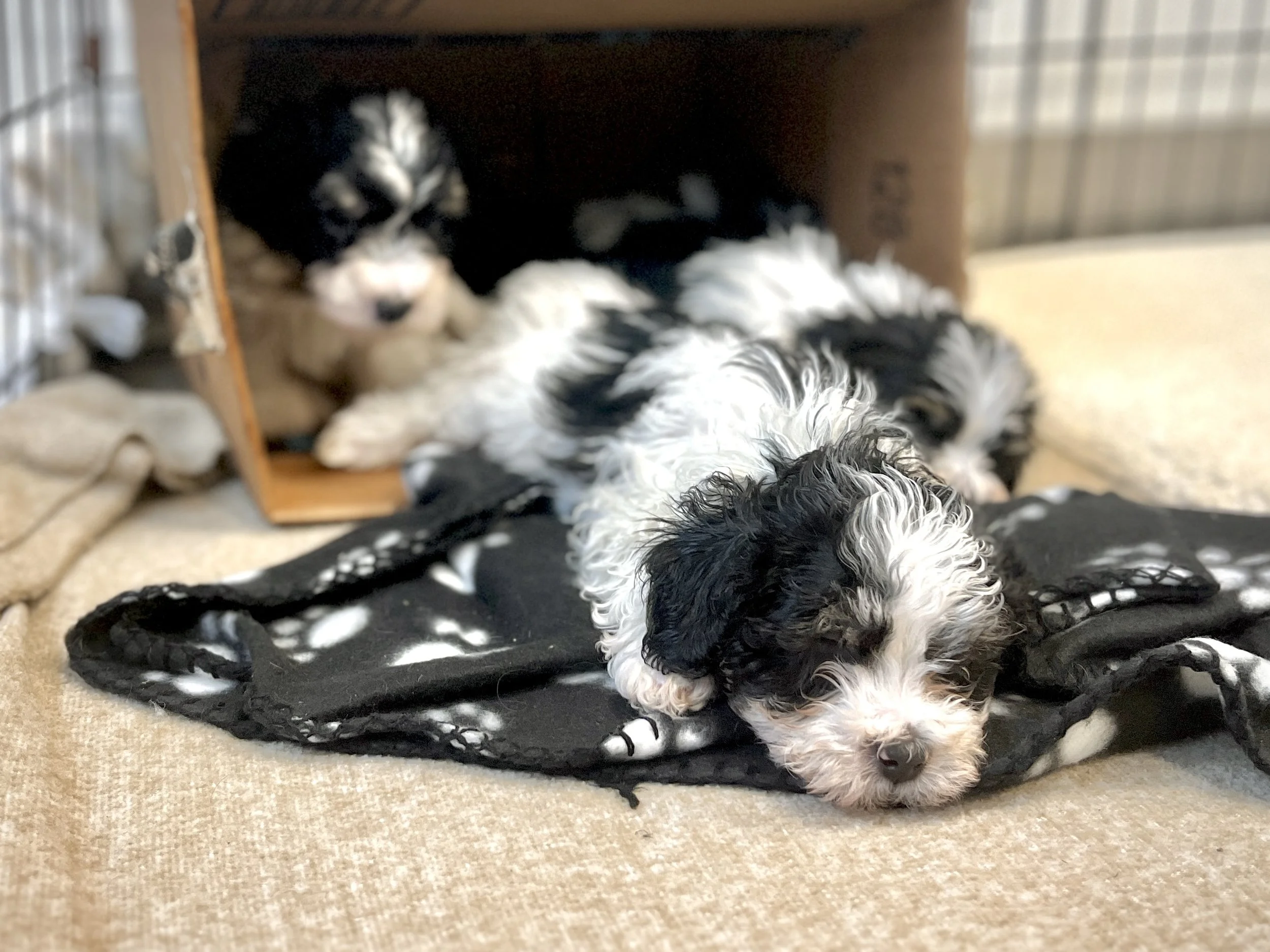 A very young black and white Havanese puppy sleeps on a blanket with its siblings sleeping behind him