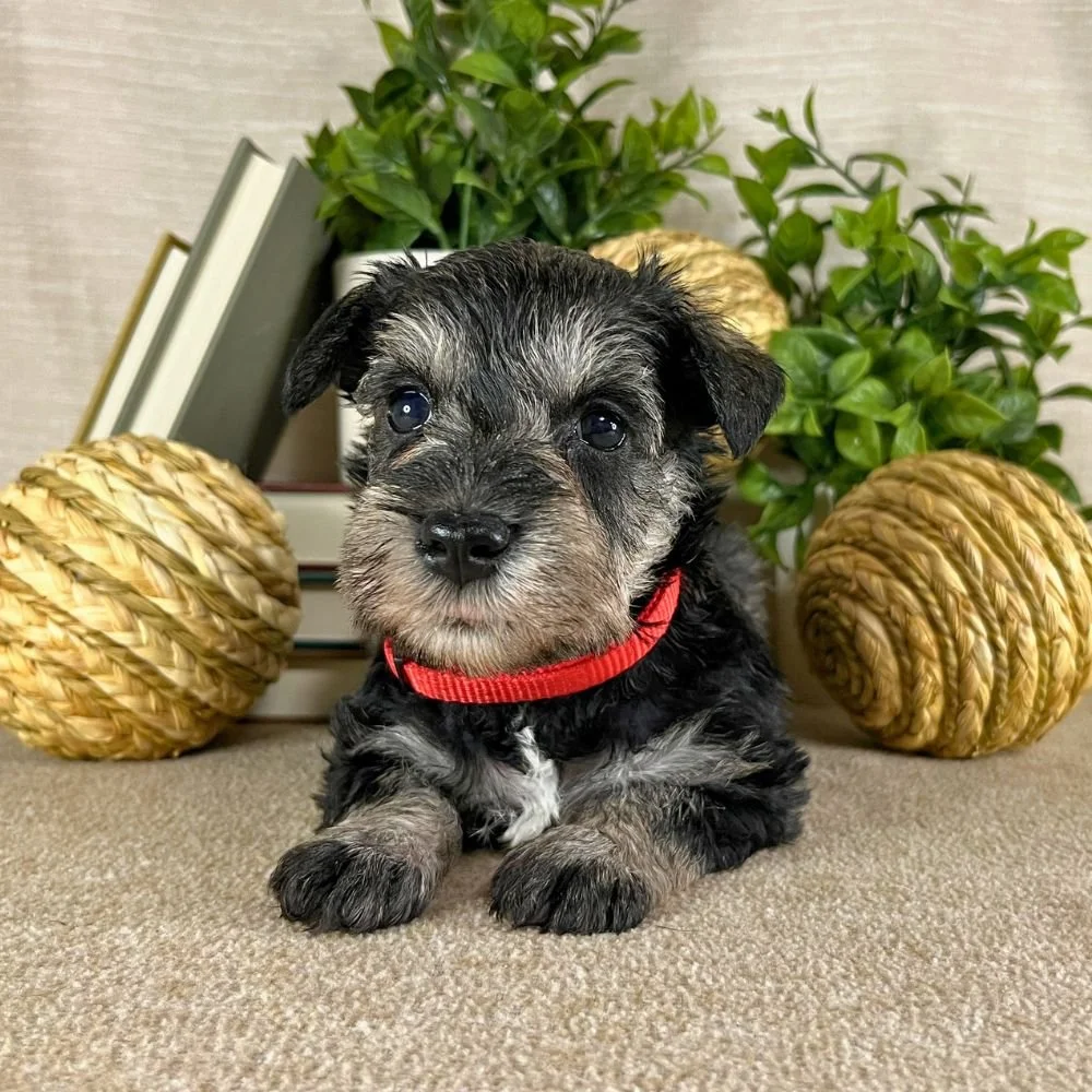  Bristol 
 Female • RESERVED 