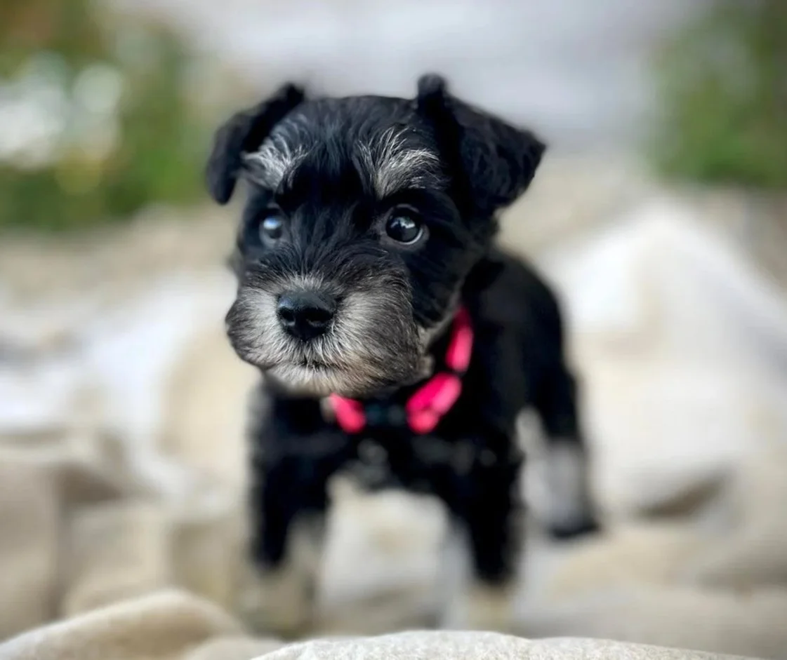 A little black miniature schnauzer puppy stands on a blanket with a bright pink collar