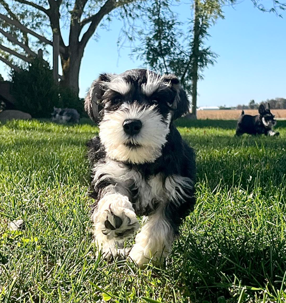 A Miniature Schnauzer puppy runs forward outside